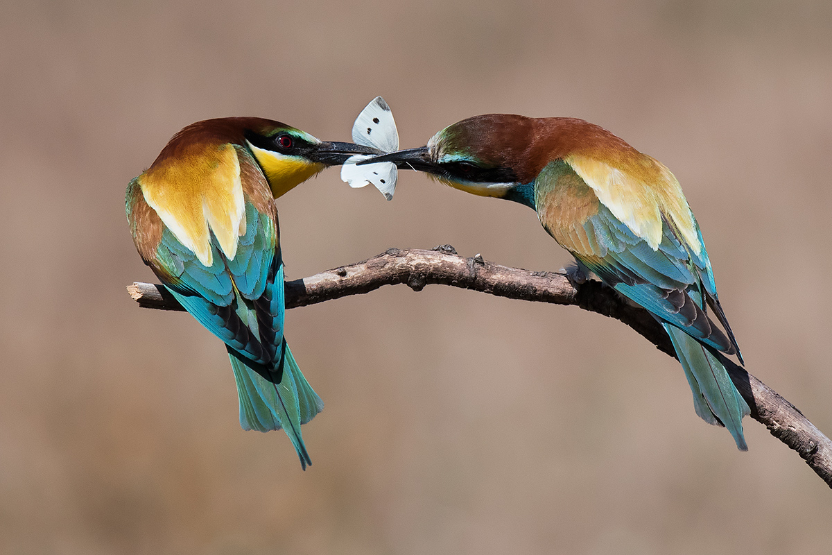 Gruccioni: scambio del dono