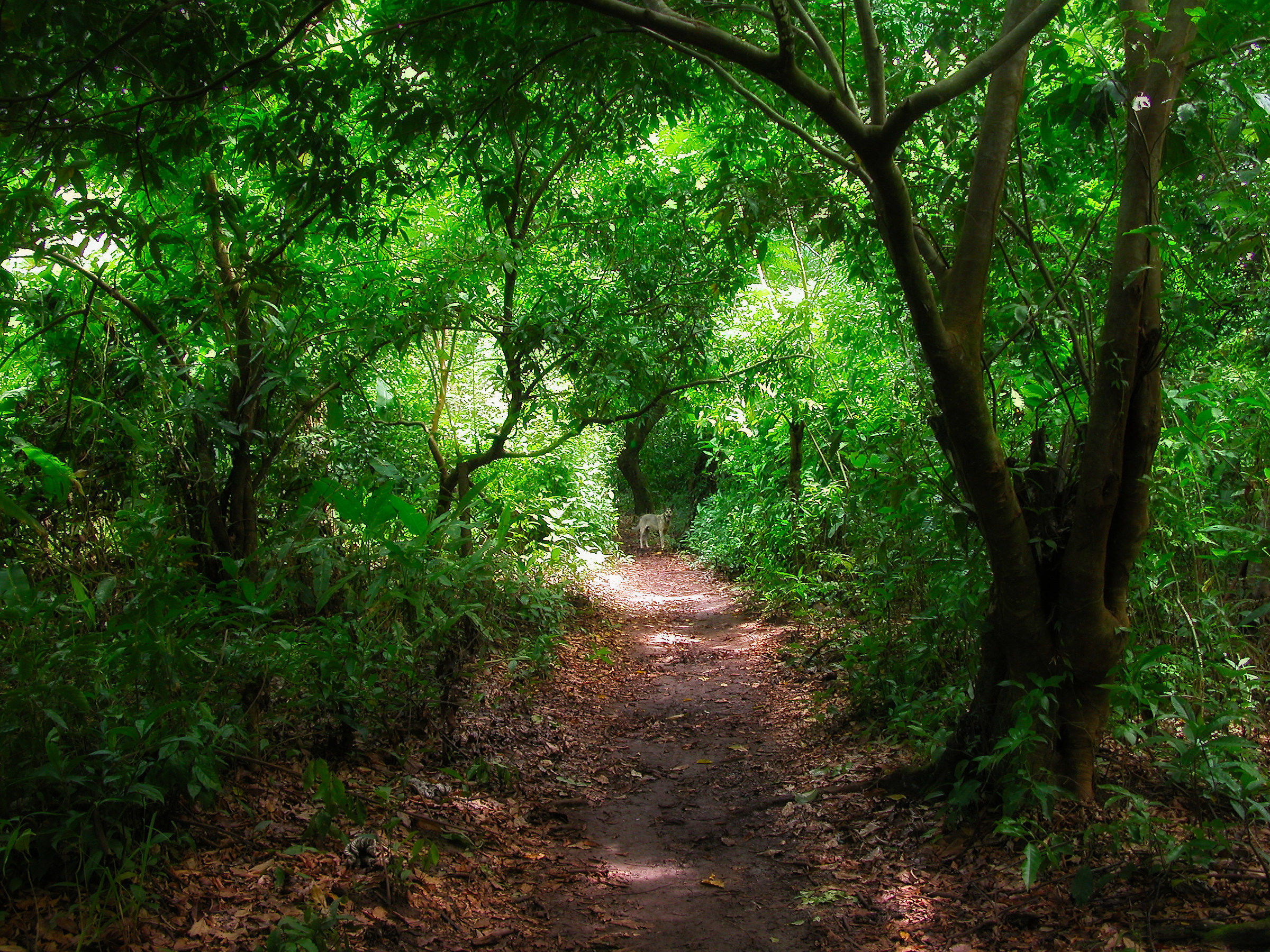 A friend at the bottom of the path