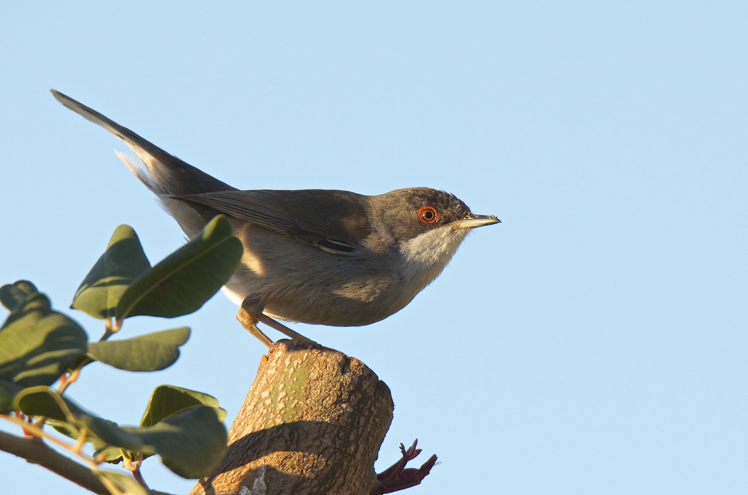 Occhiocotto al tramonto