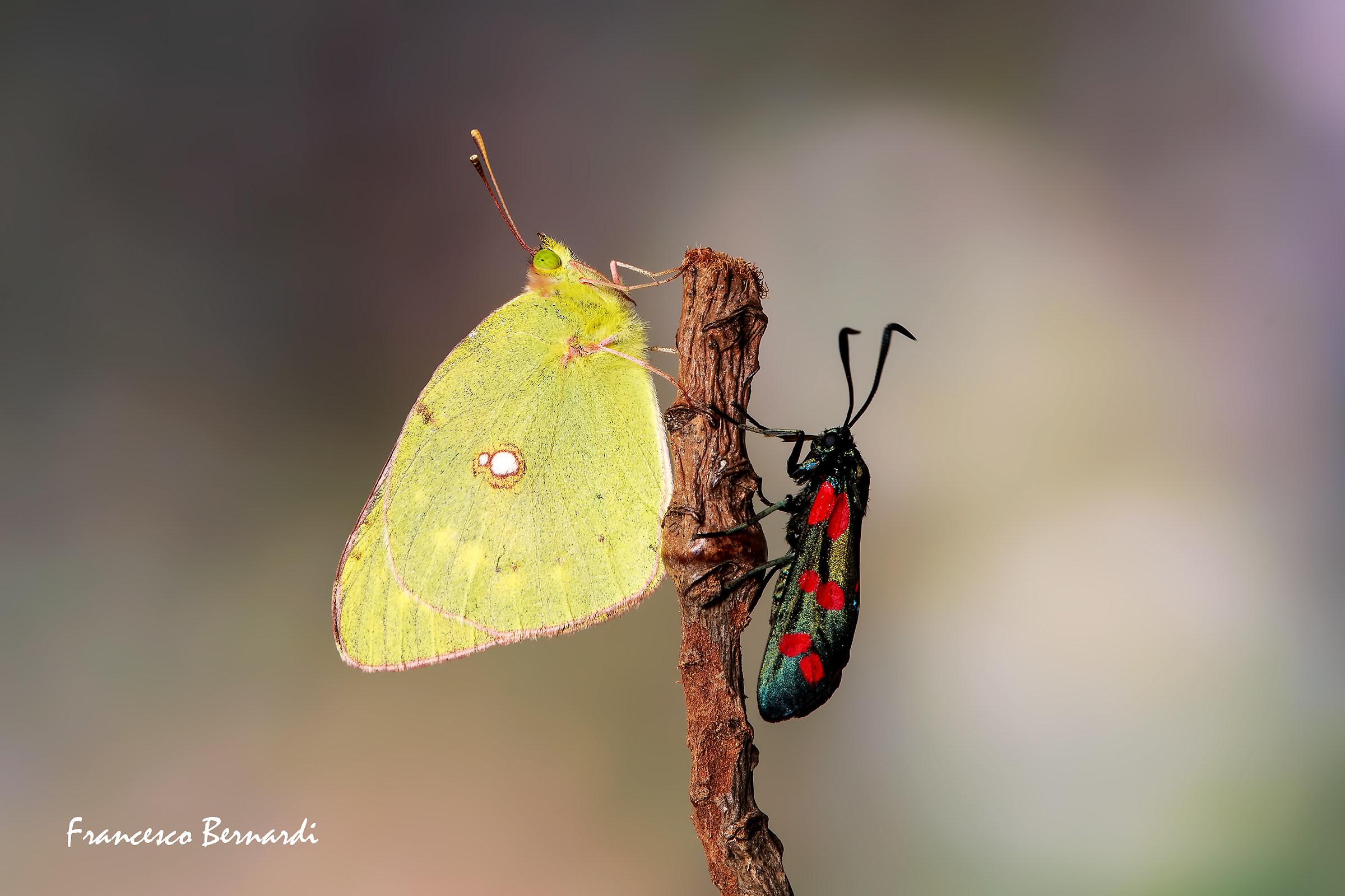 Colias myrmidone-Zygaena hippocrepidis