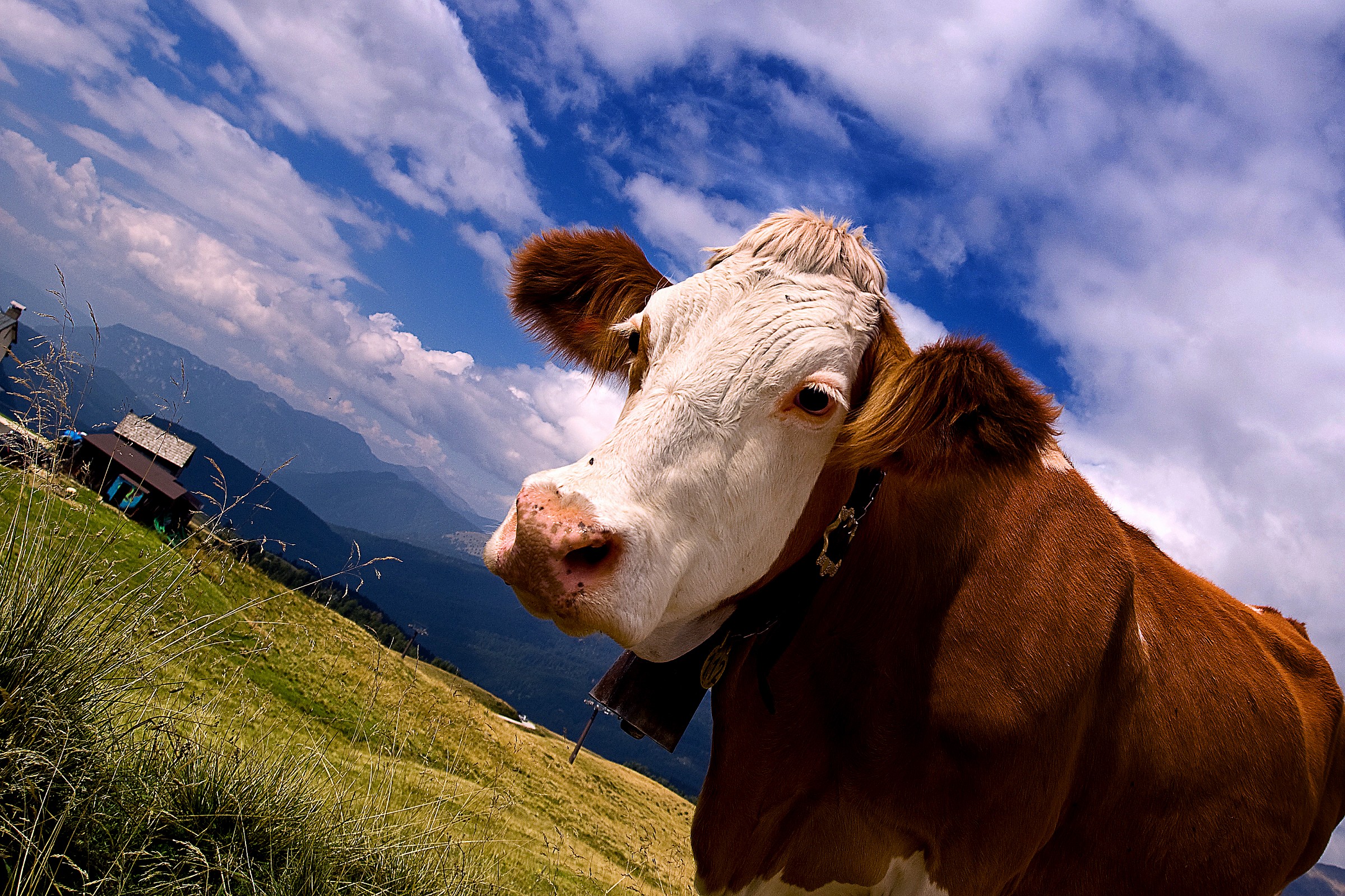 The muuuuuuuuuu ca ...