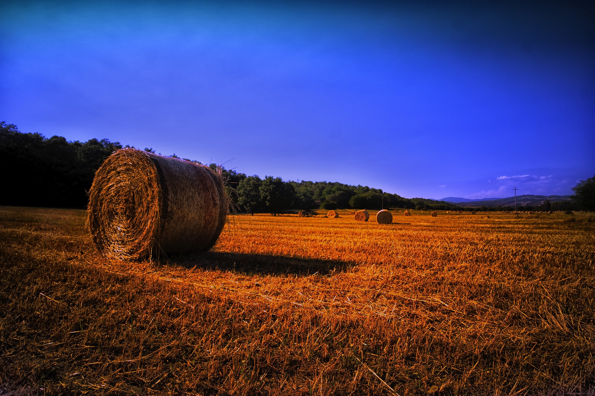 Grosseto Campo di grano