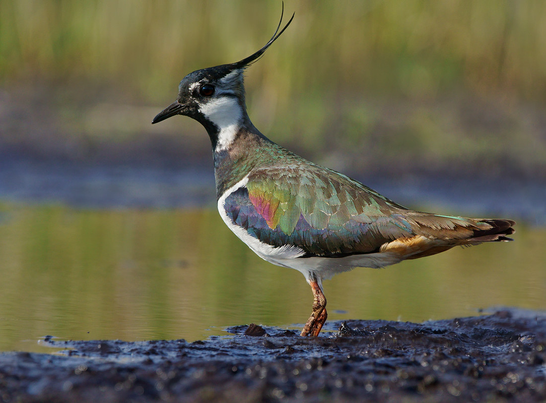 (Vanellus vanellus) Lapwing settentrionale
