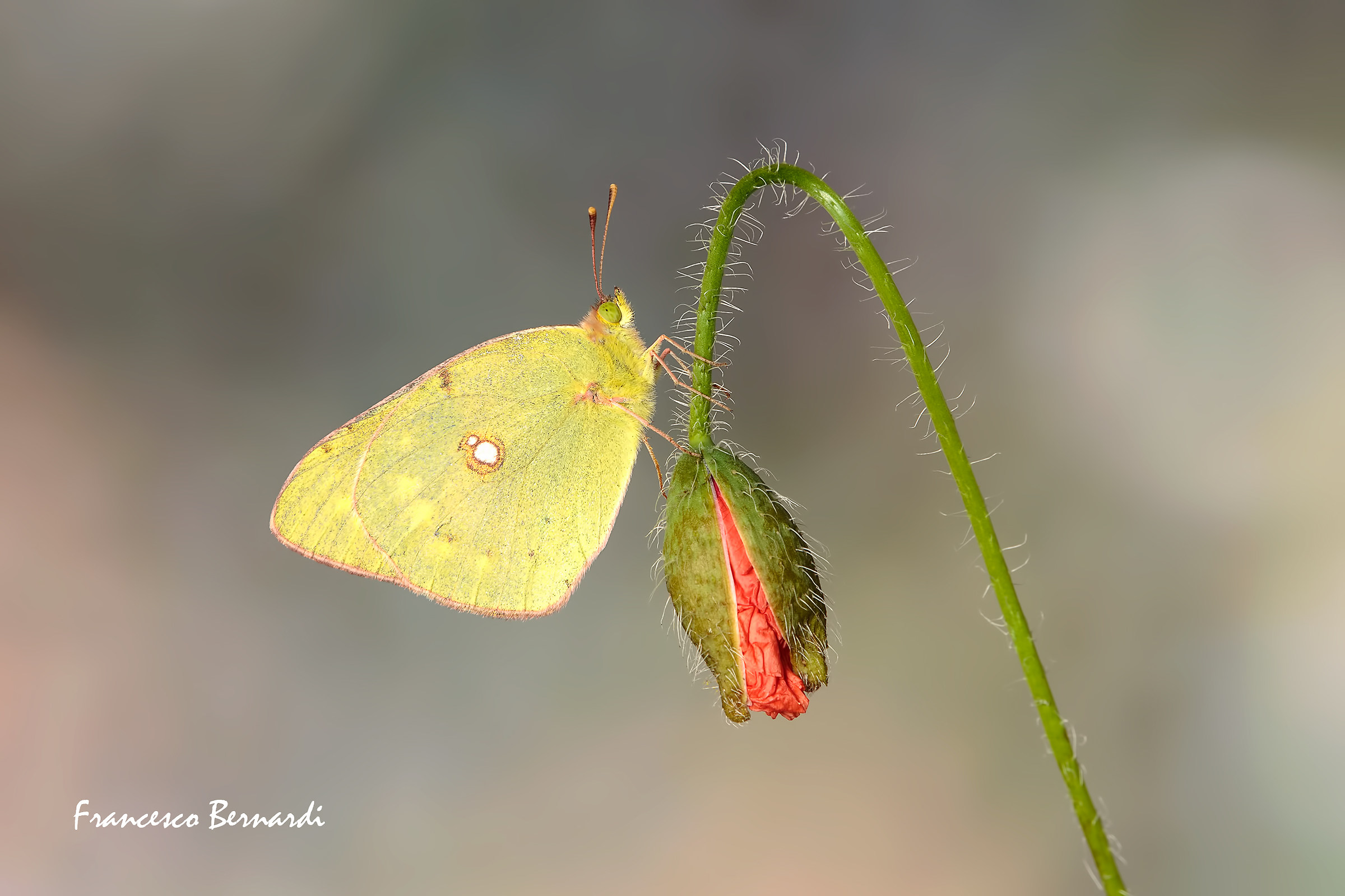 Colias myrmidone