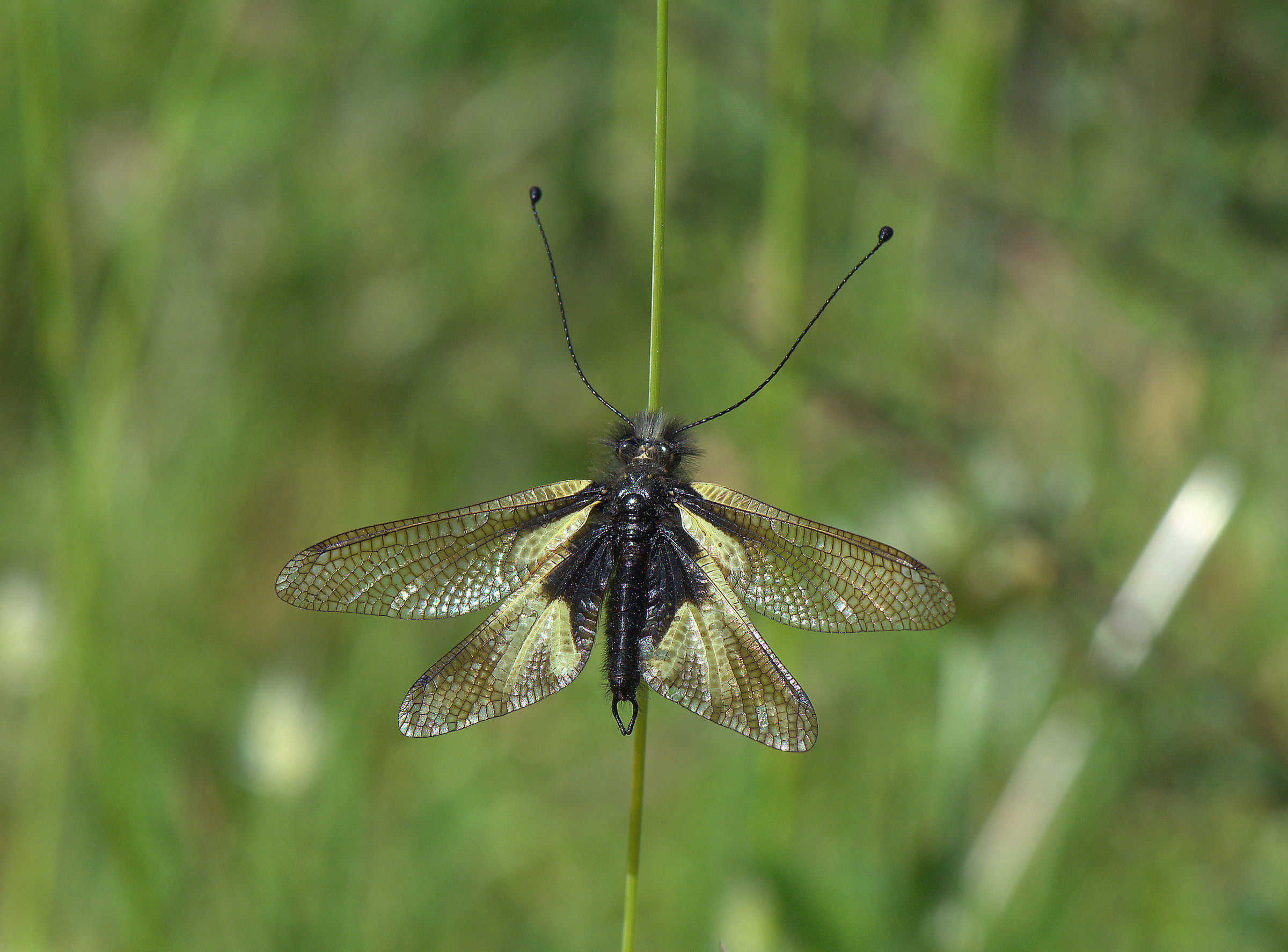 Libelloides coccajus