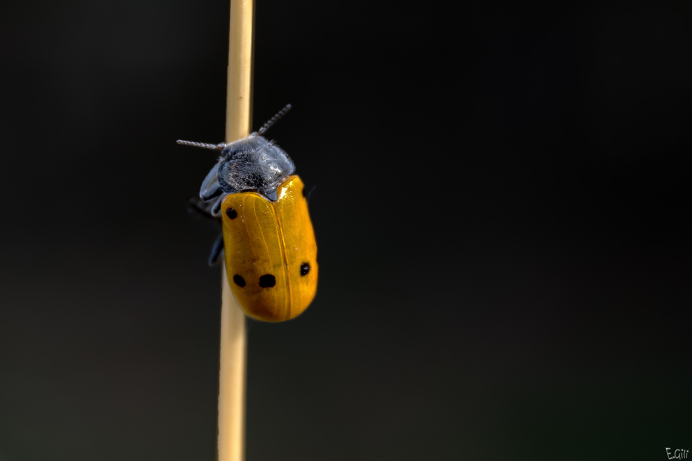 Lachnaia Sexpunctata