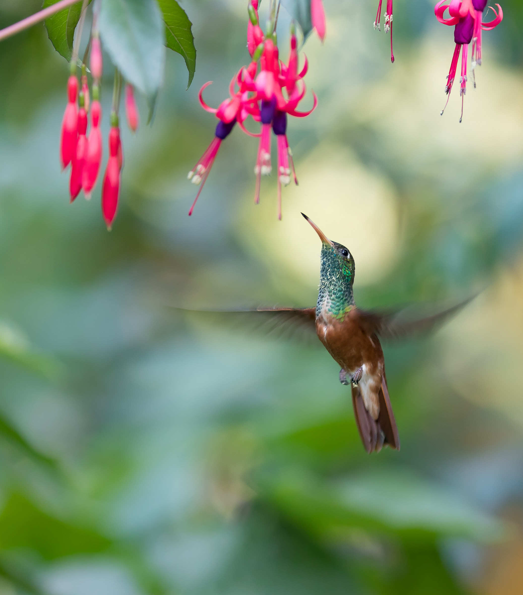 Colibri on the fly