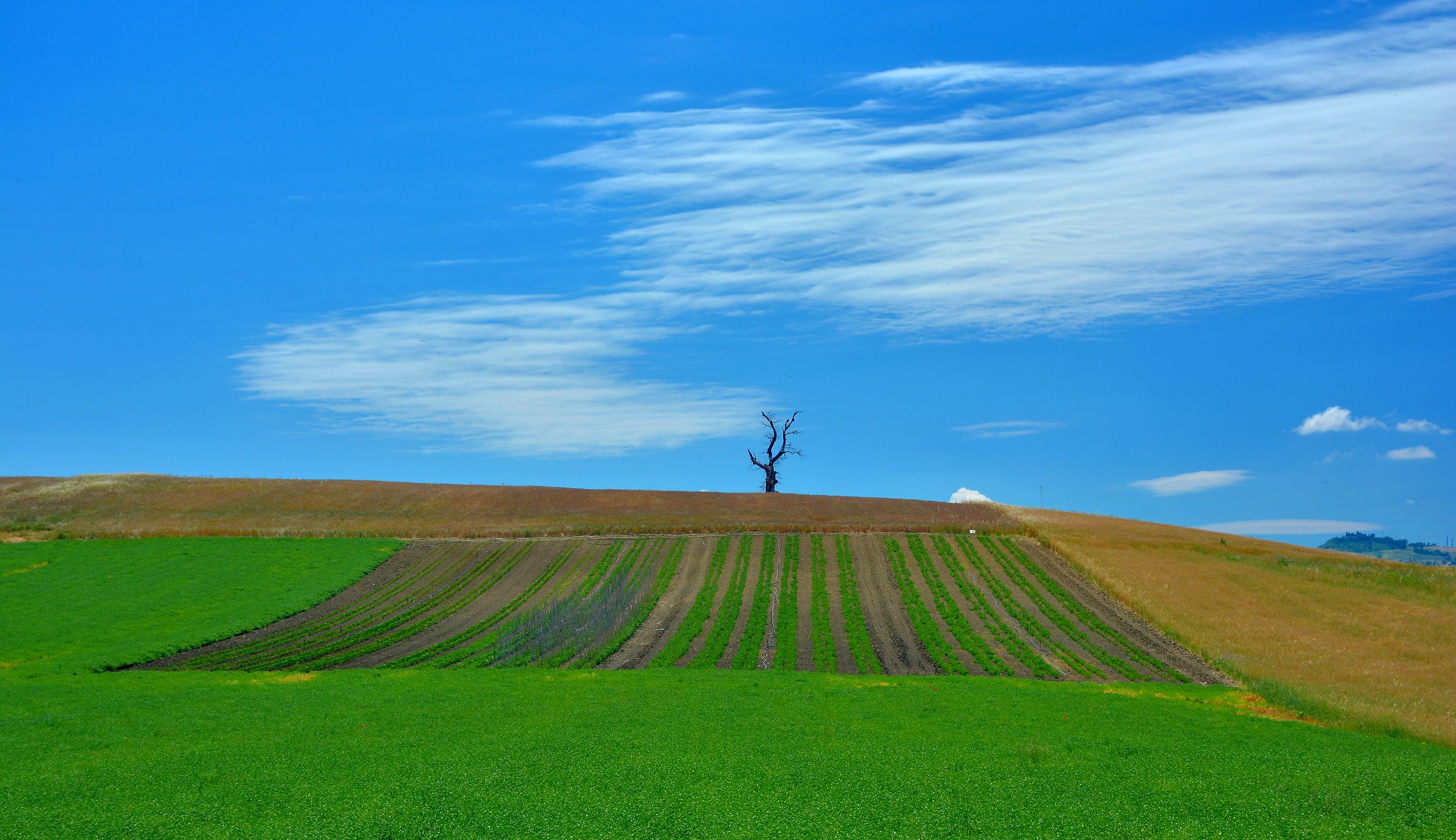 Ceci Pomodori e Nuvole