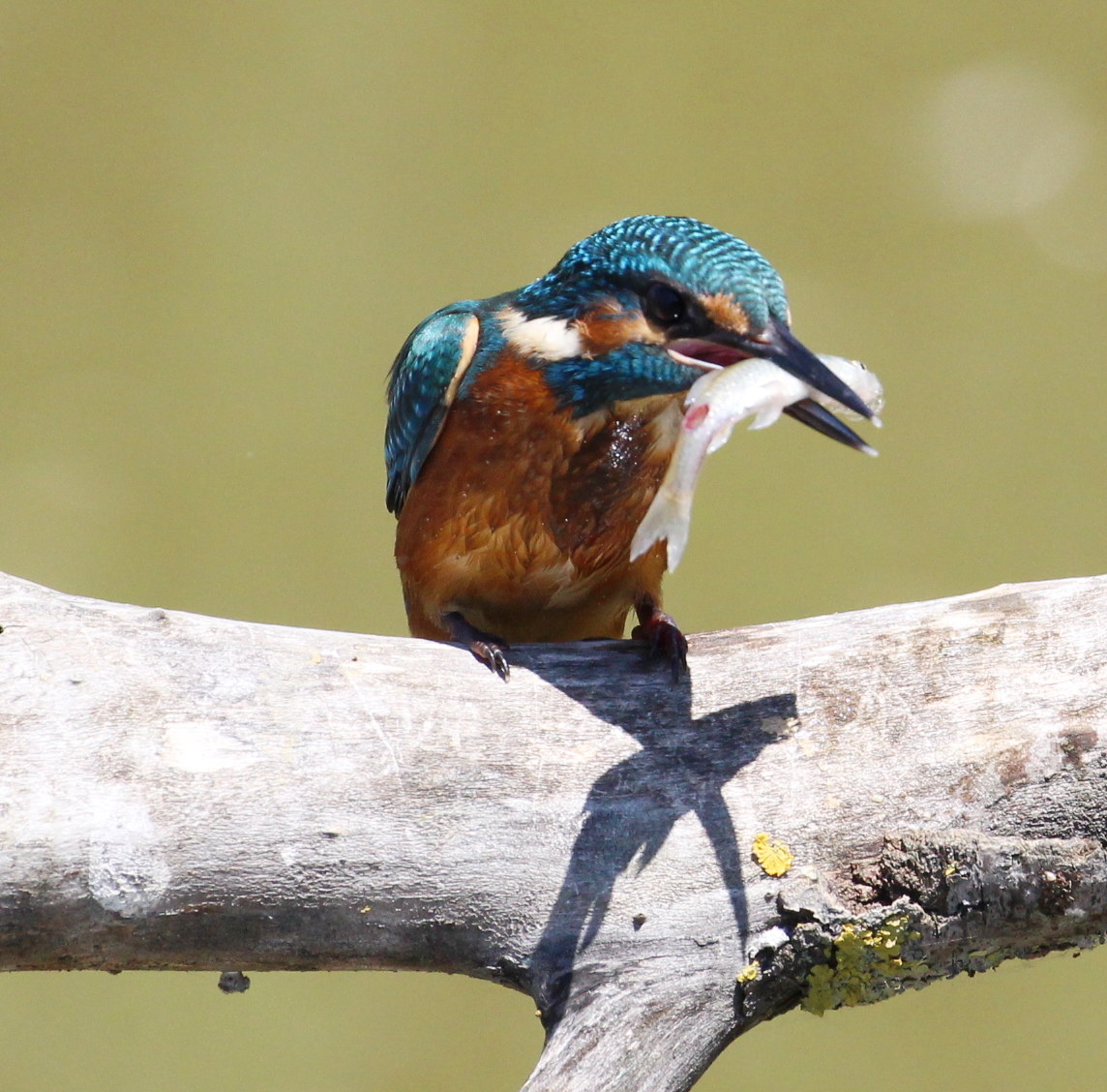 Kingfisher
