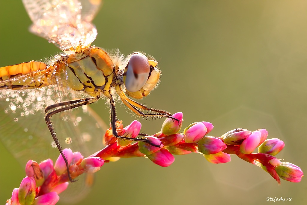 Su dei confetti rosa