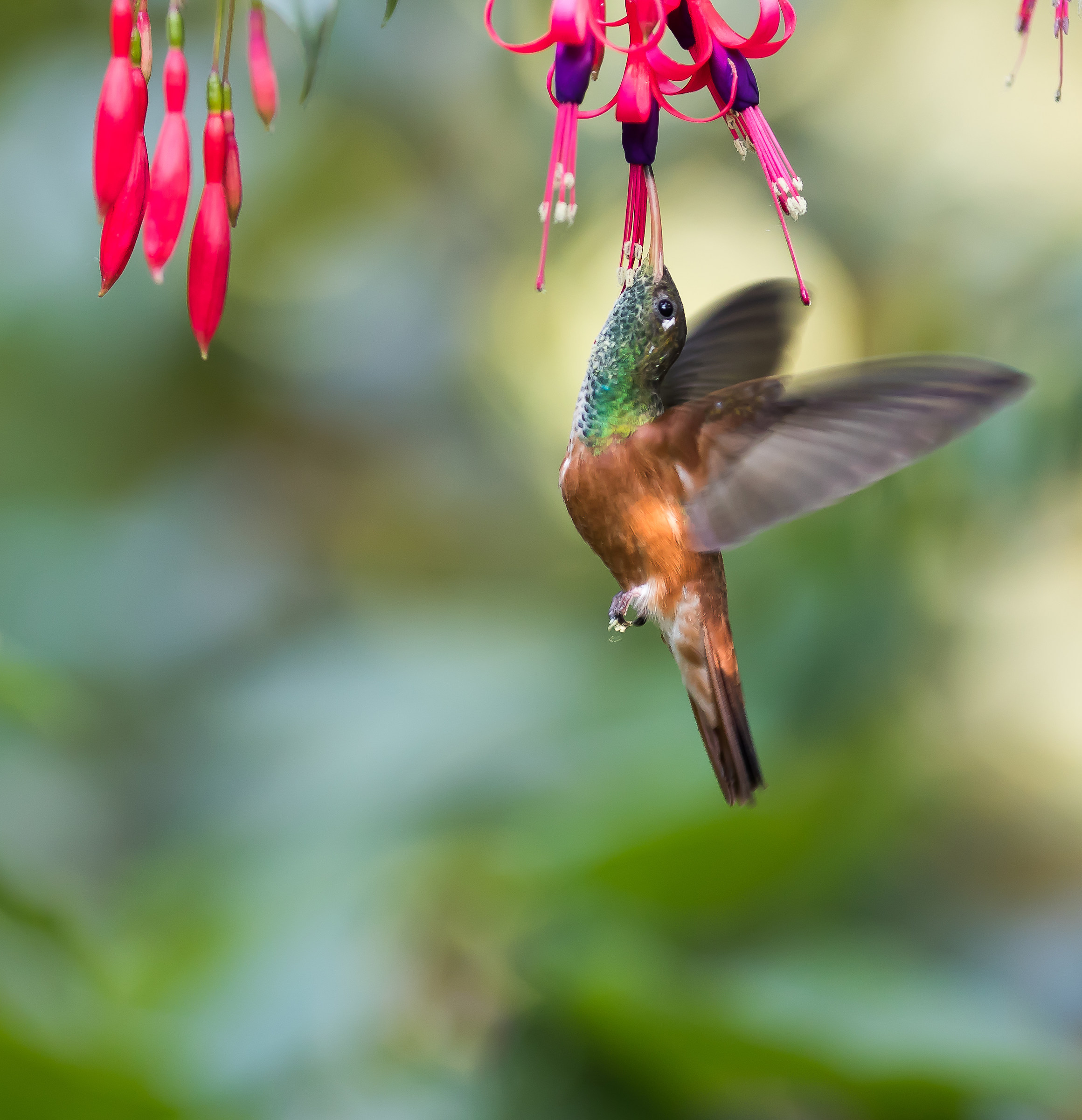 Colibri on the fly - 1