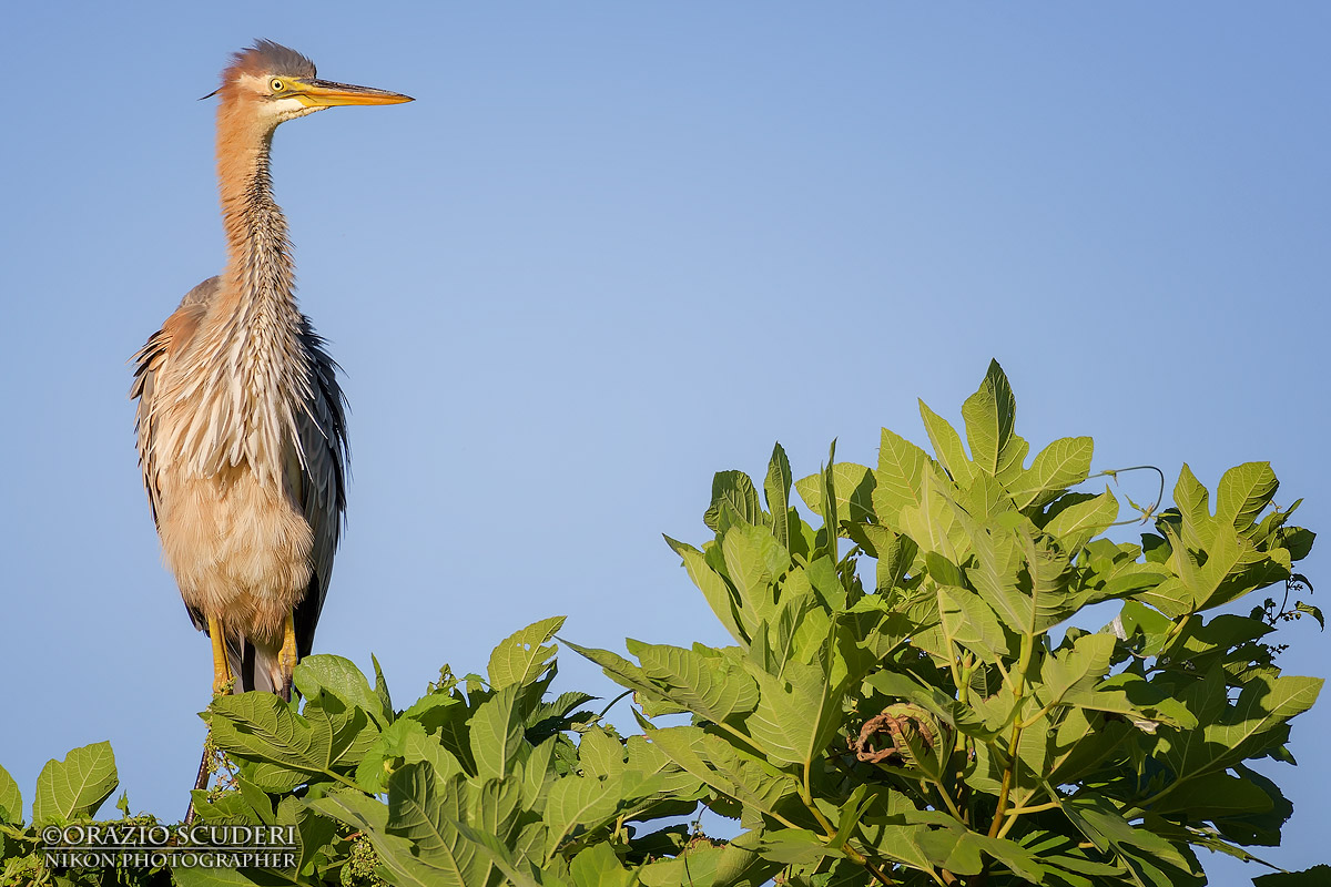 Ardea purpurea