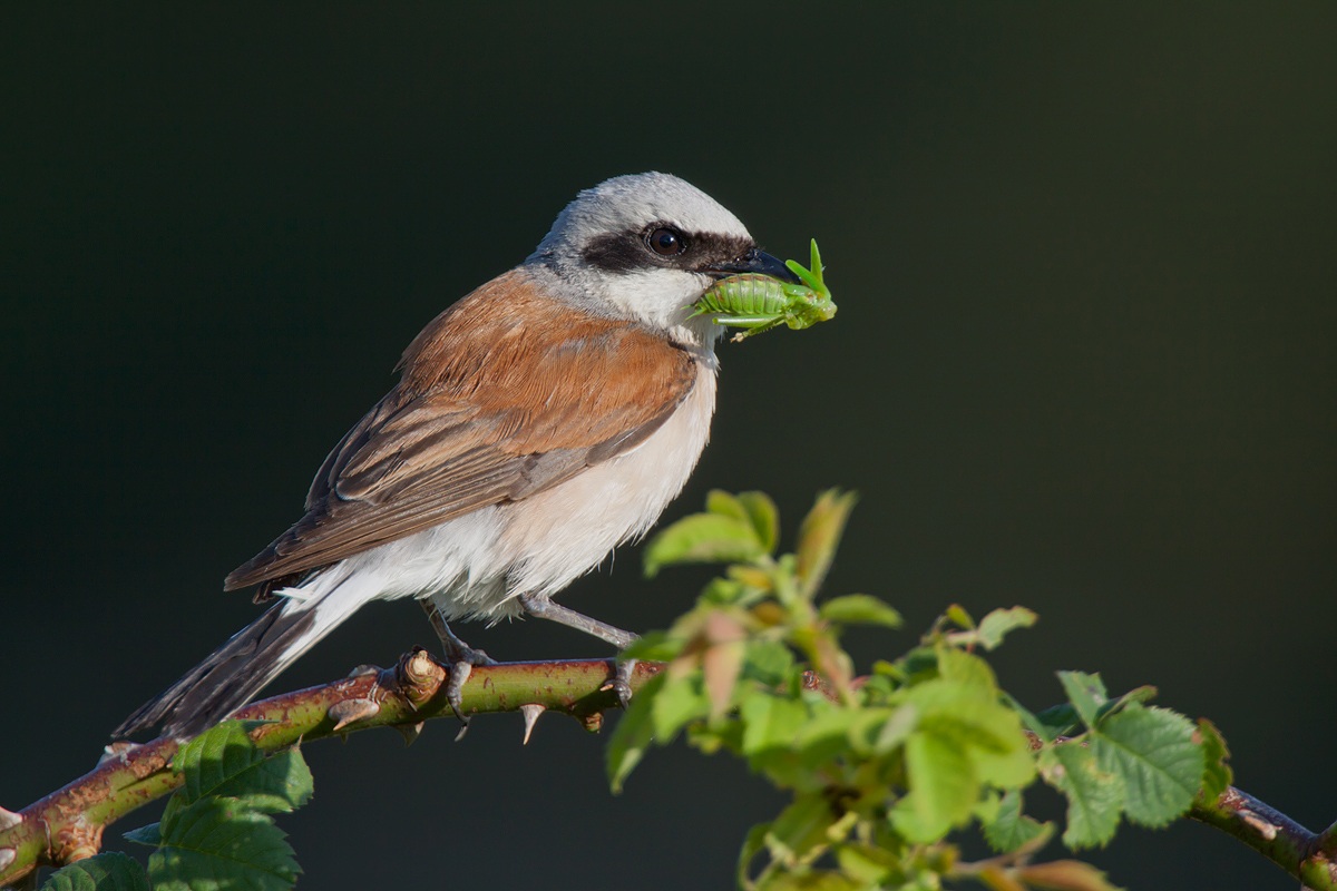 Shrike