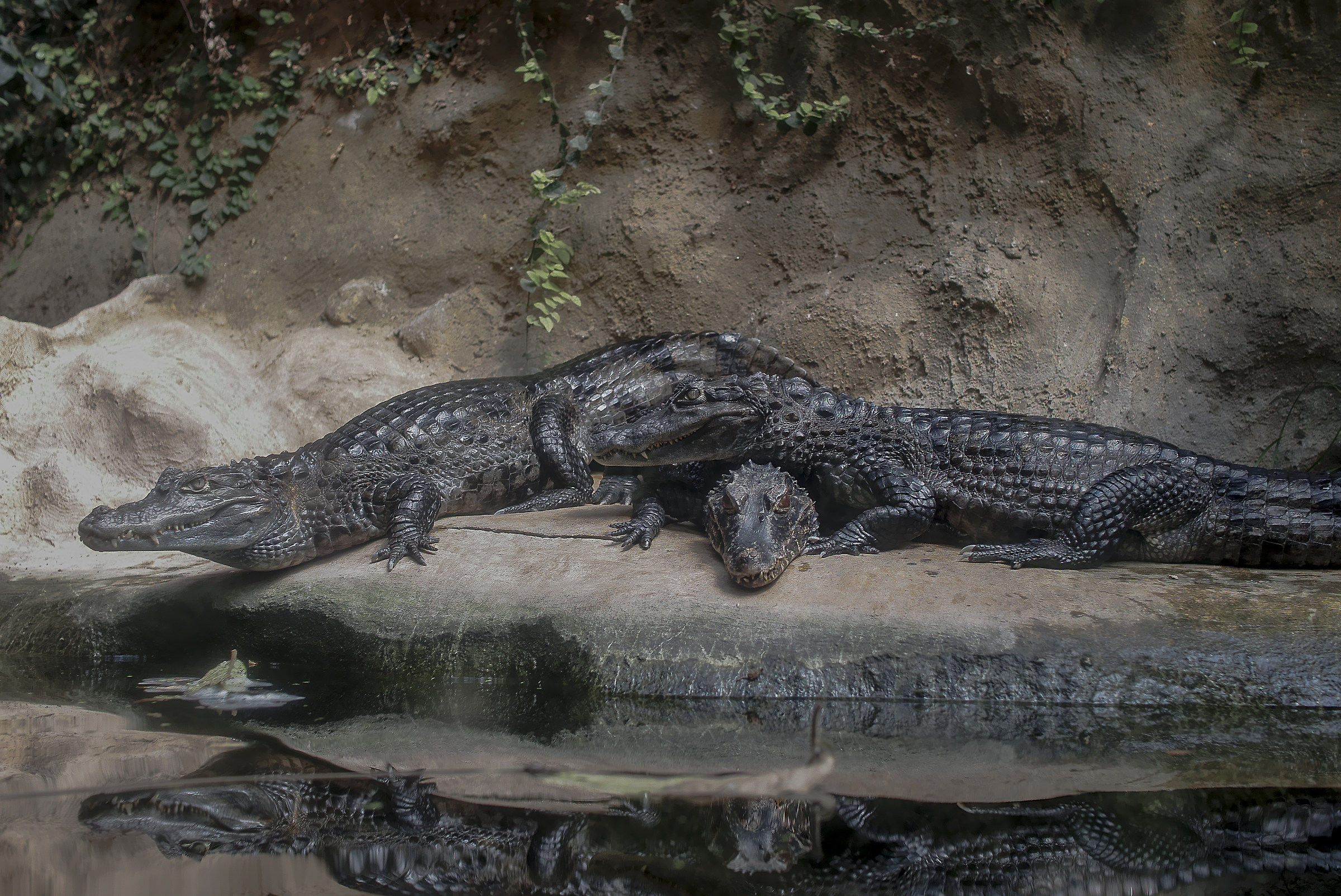 Luckily there was the glass between me and them