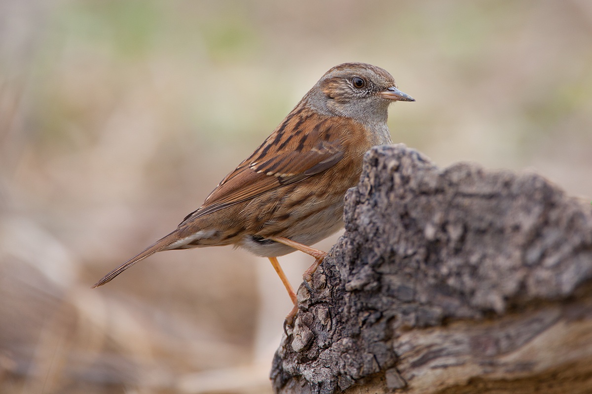 Dunnock
