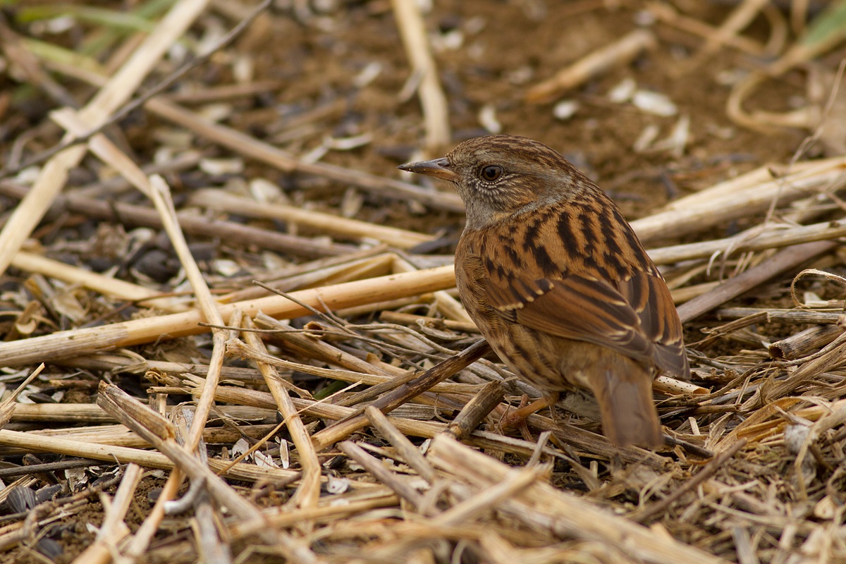 Dunnock 2