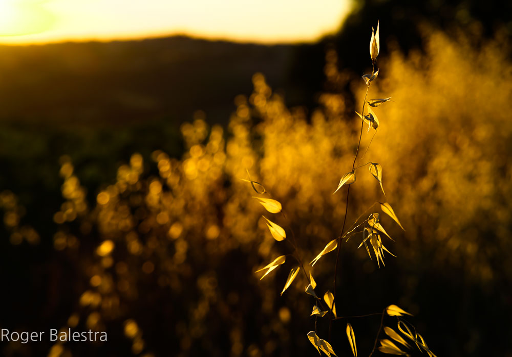 Until in the evening