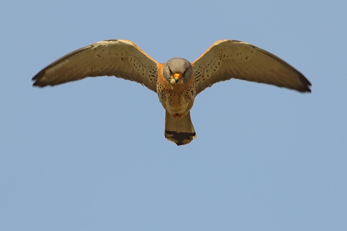 Grillaio, in "Spirito santo"