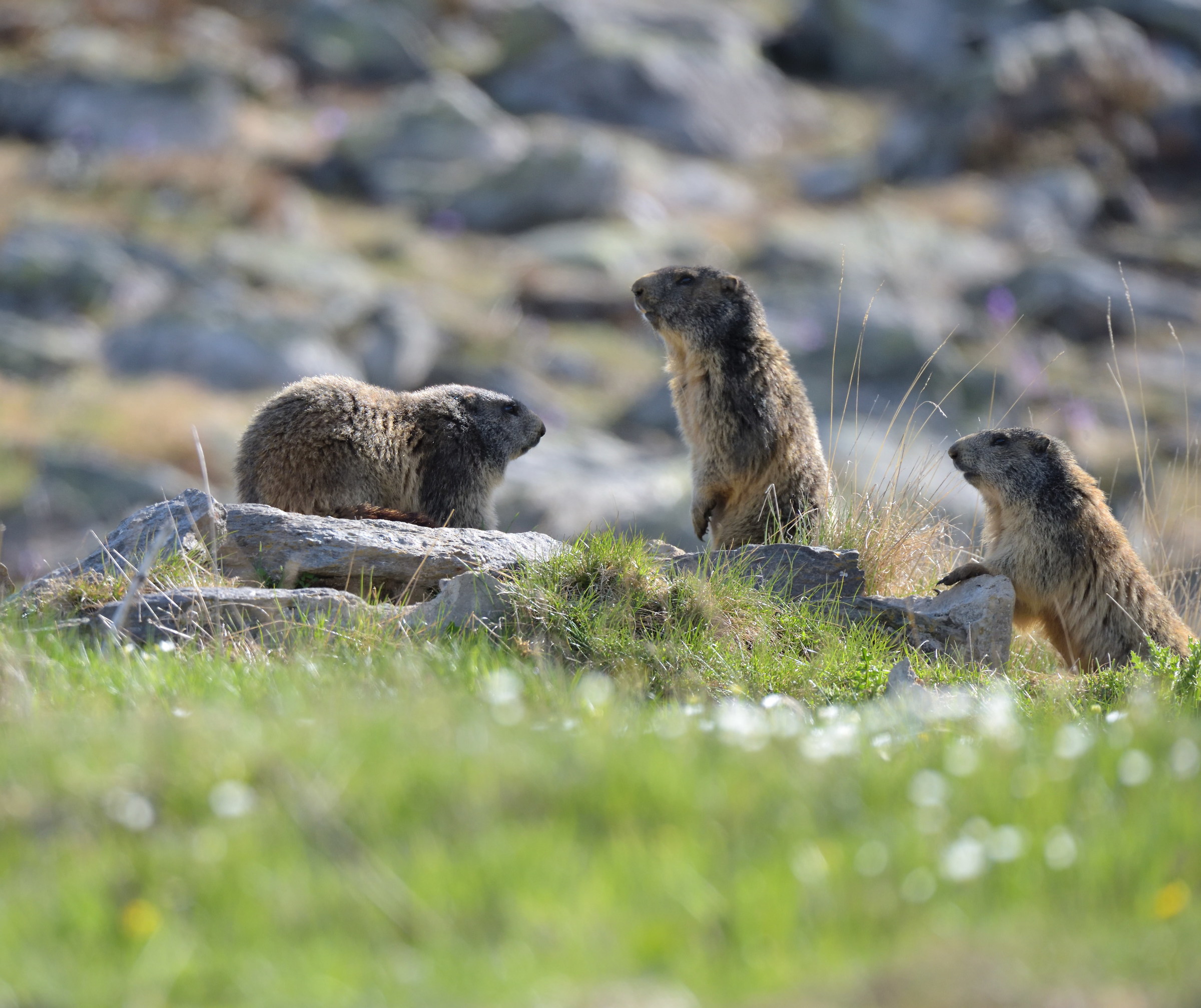 marmots