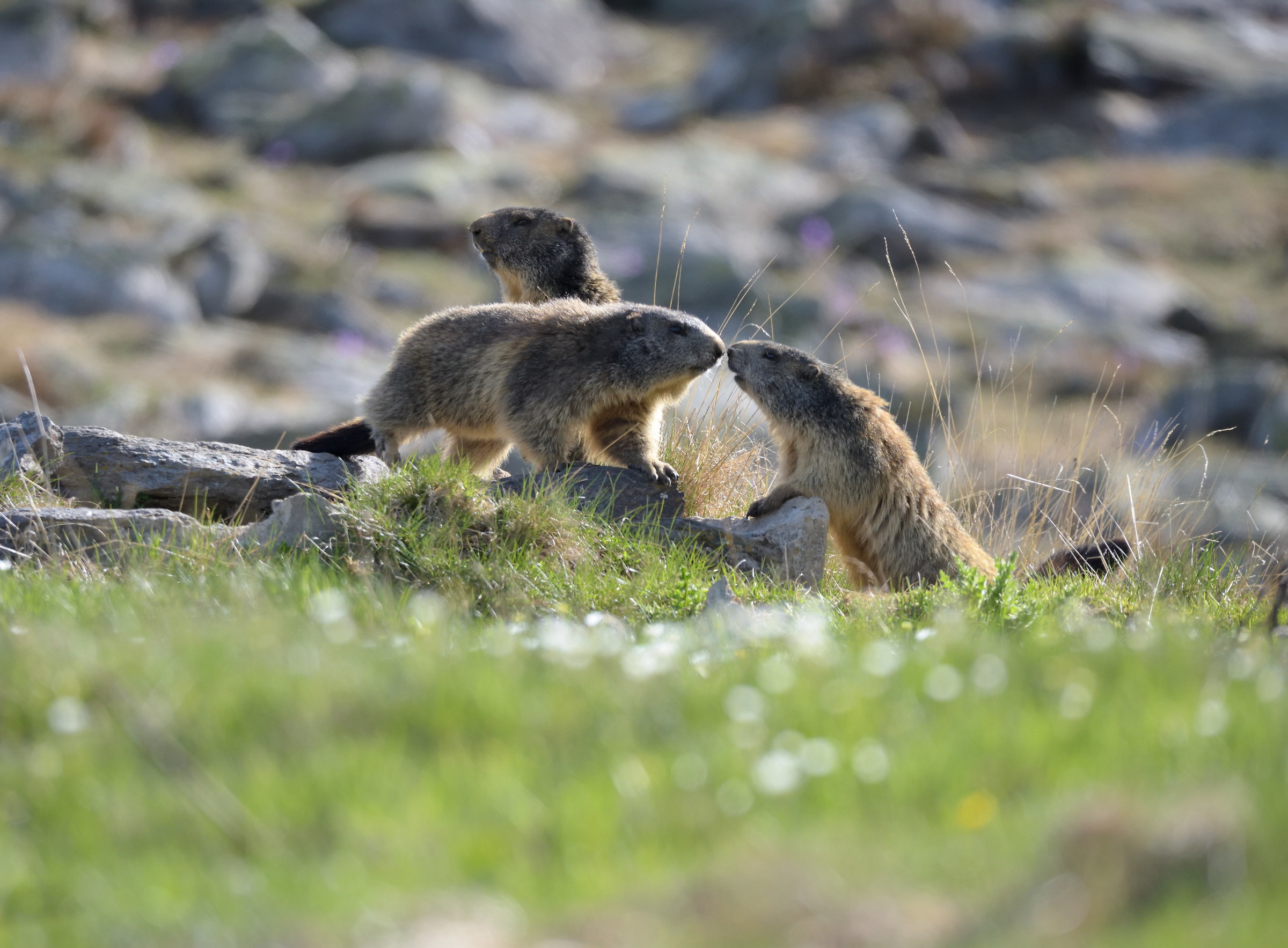 marmots