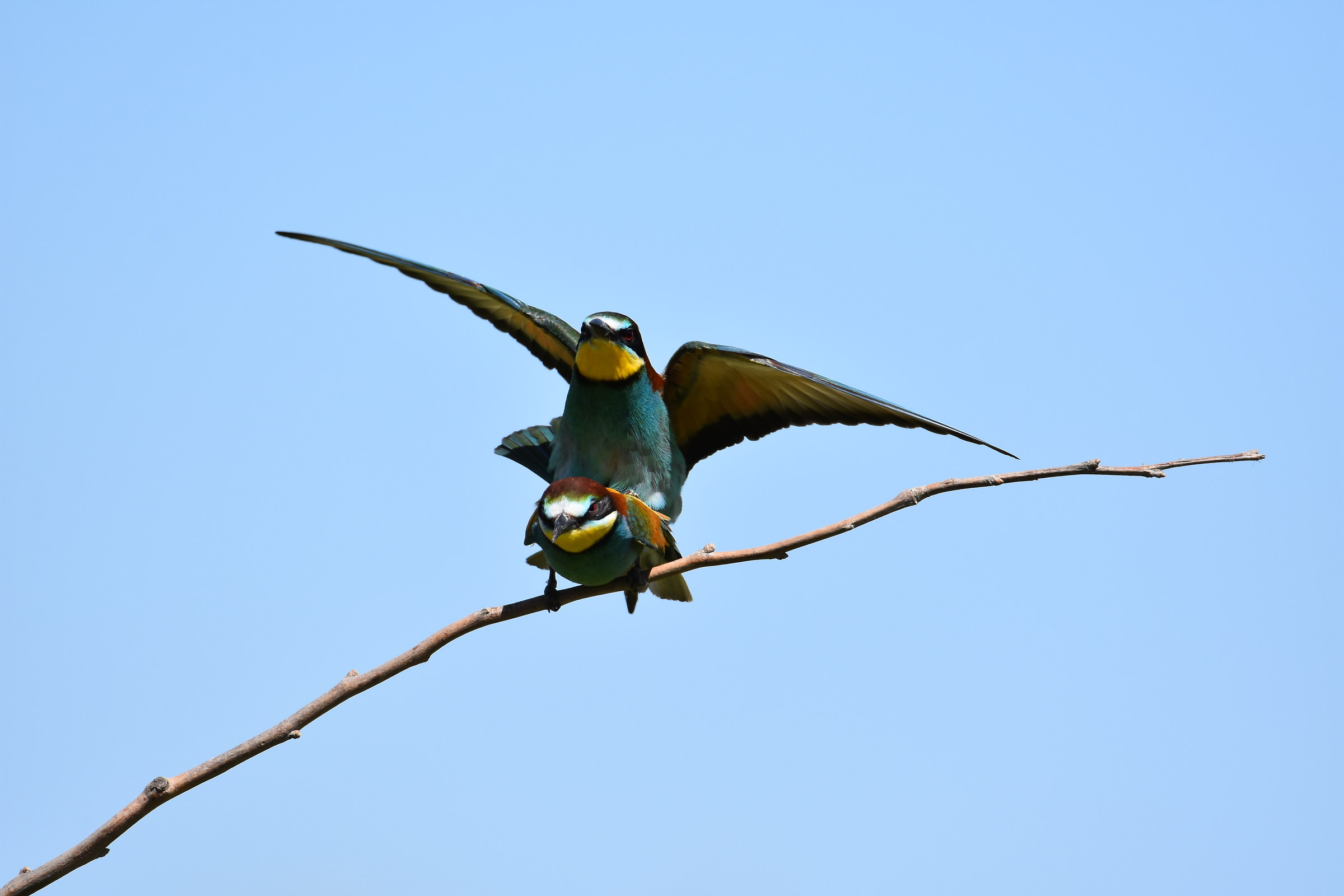 Gruccioni - accoppiamento