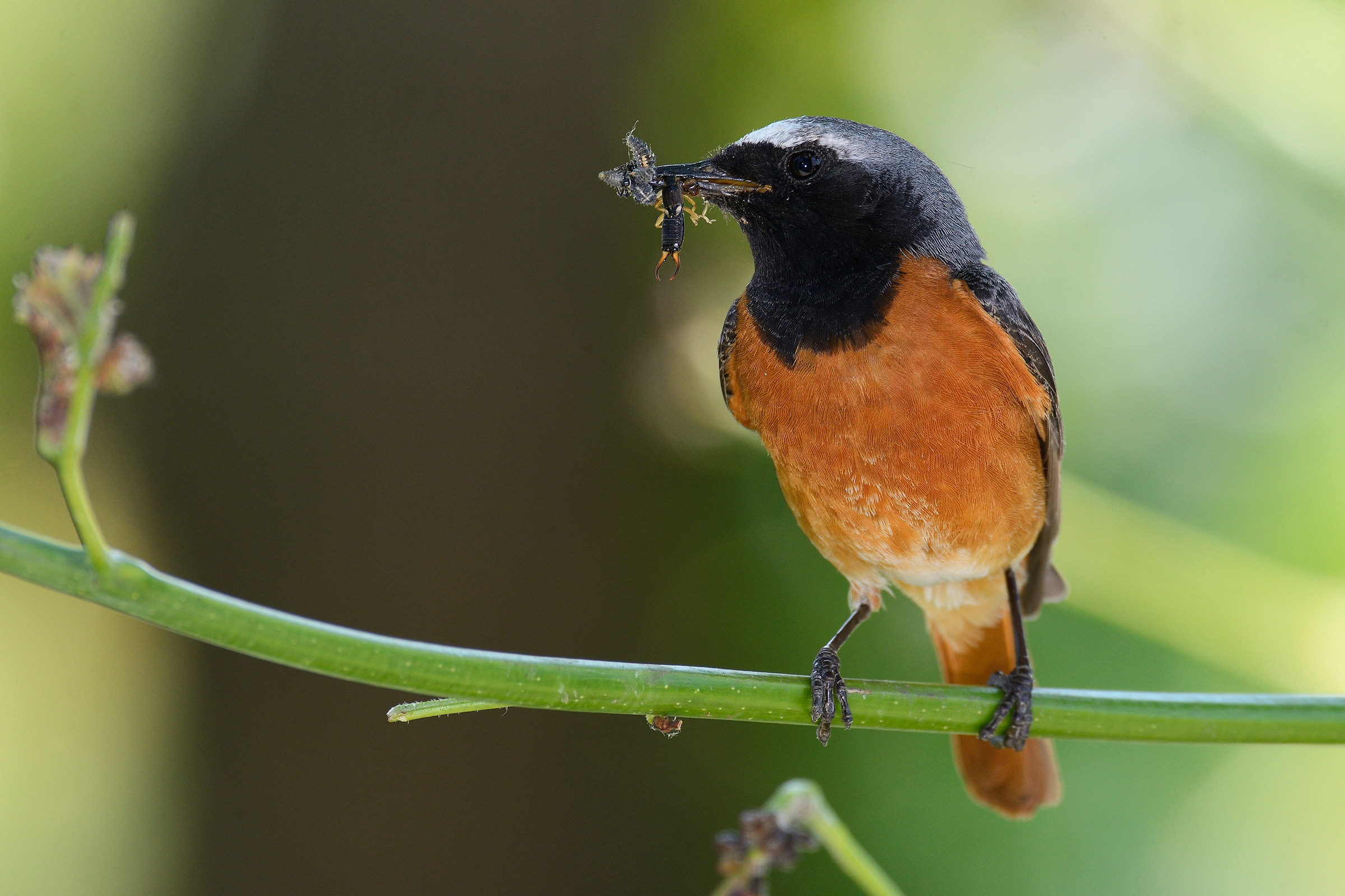 Codirosso con pranzo