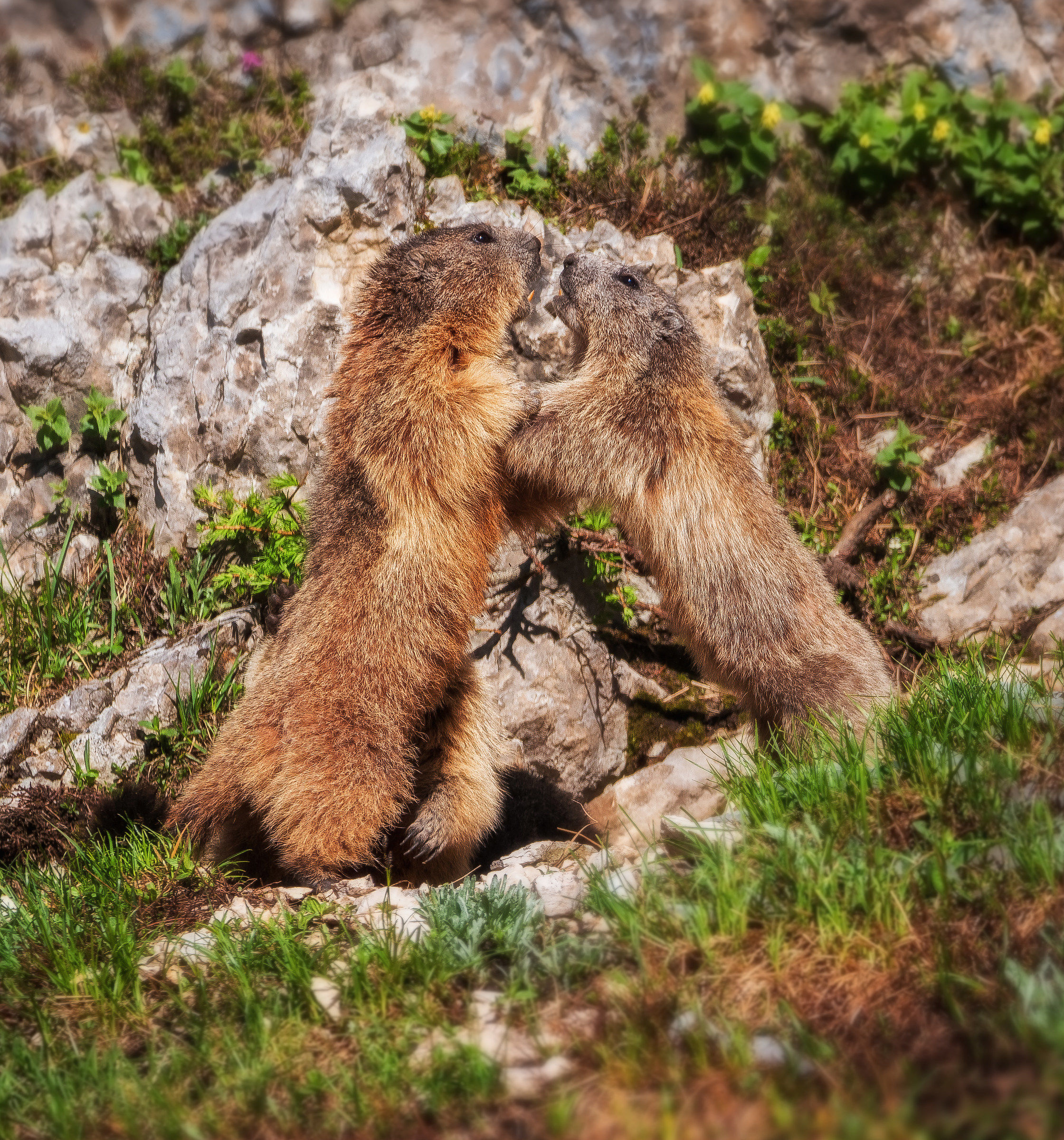 Marmots playing