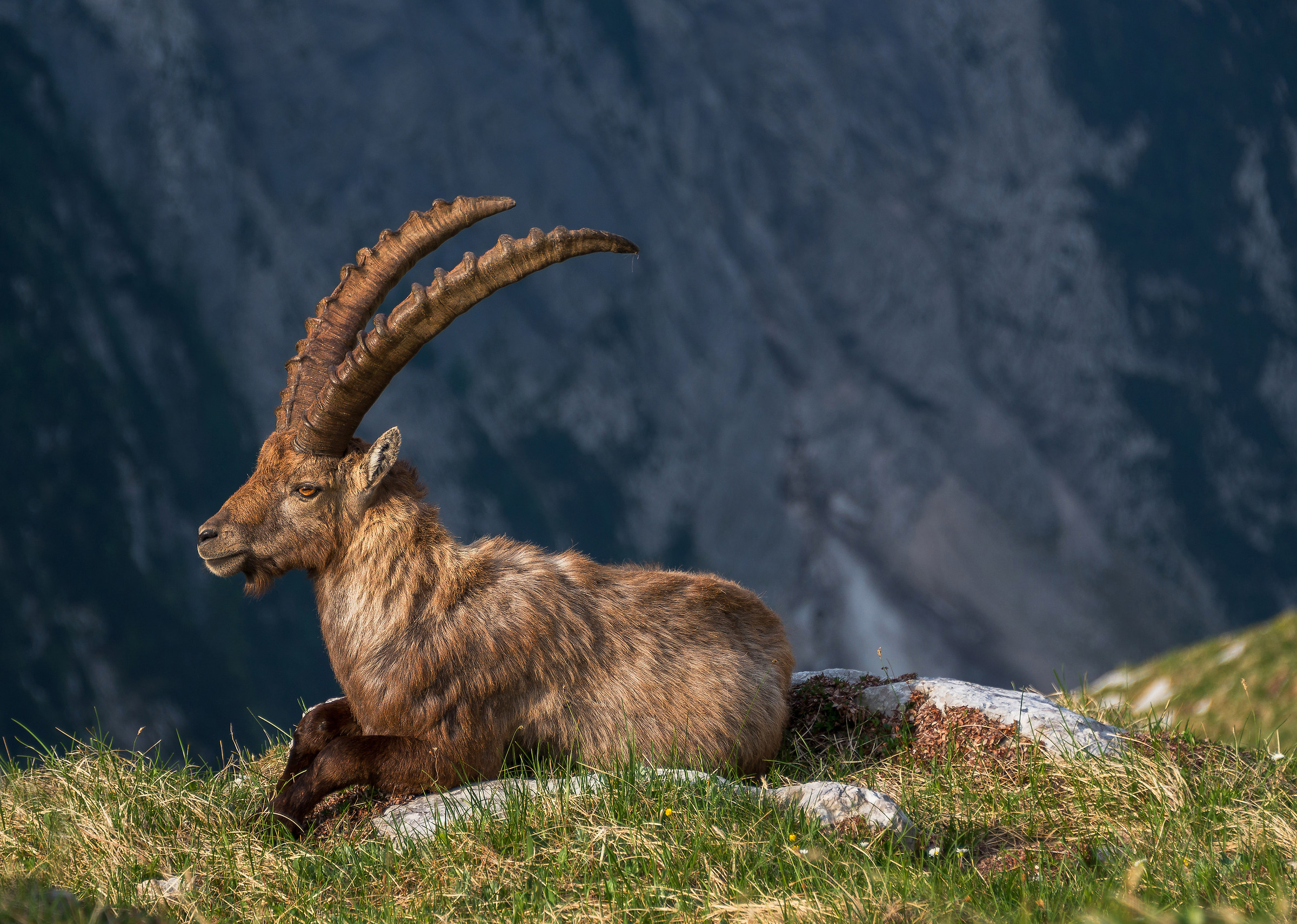Alpine Ibex resting