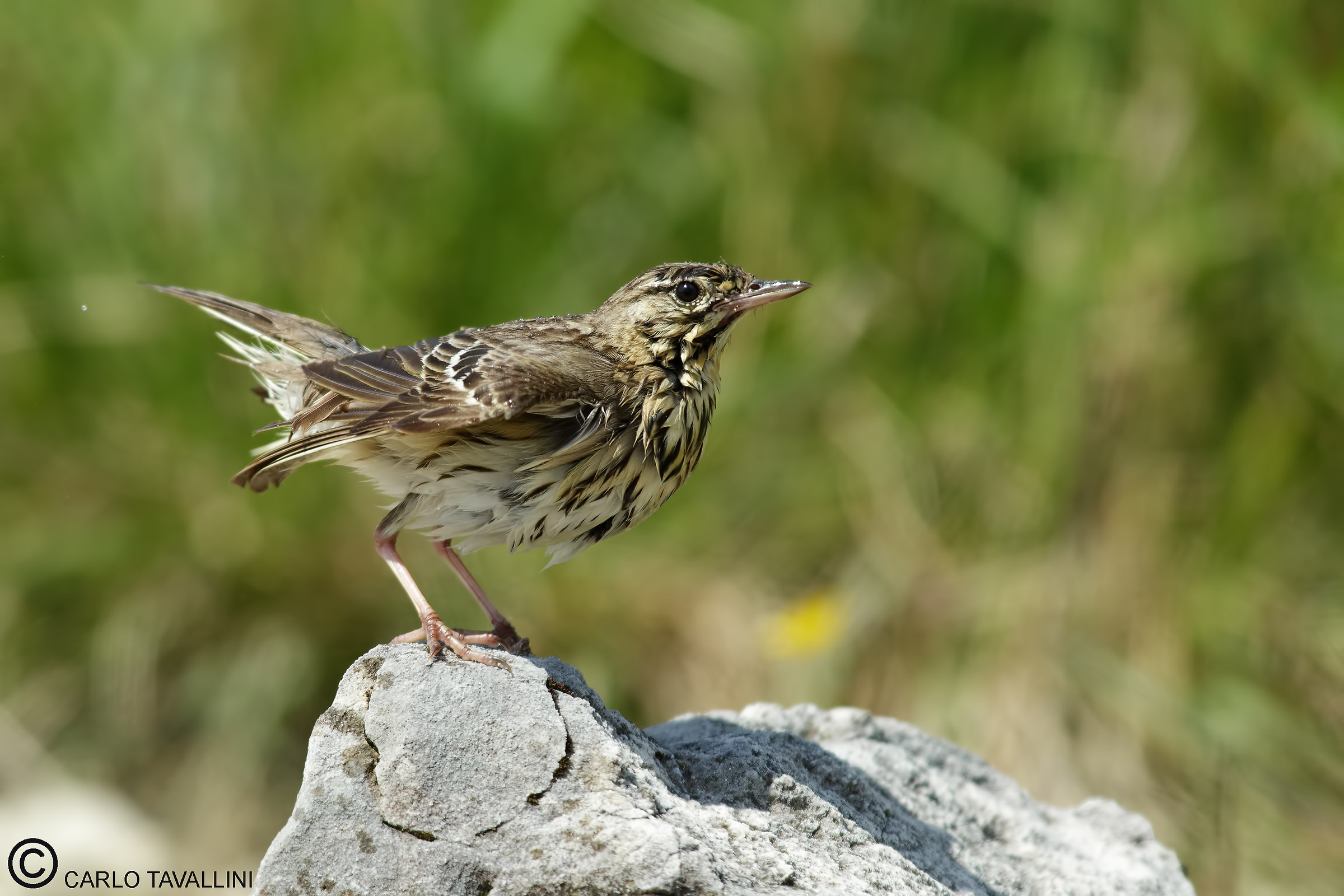 Pipit