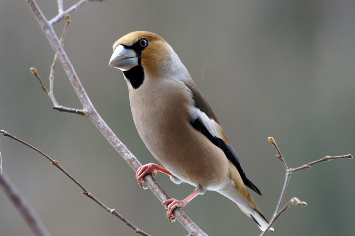 Hawfinch