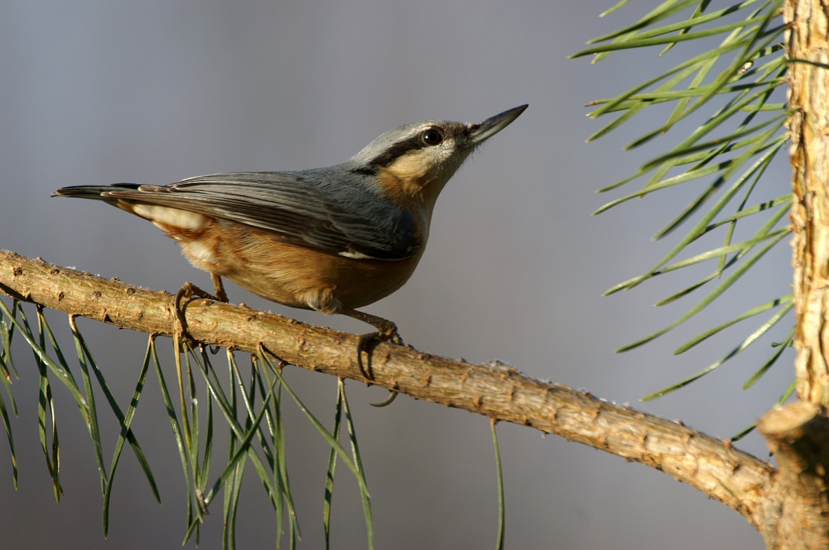 Nuthatch