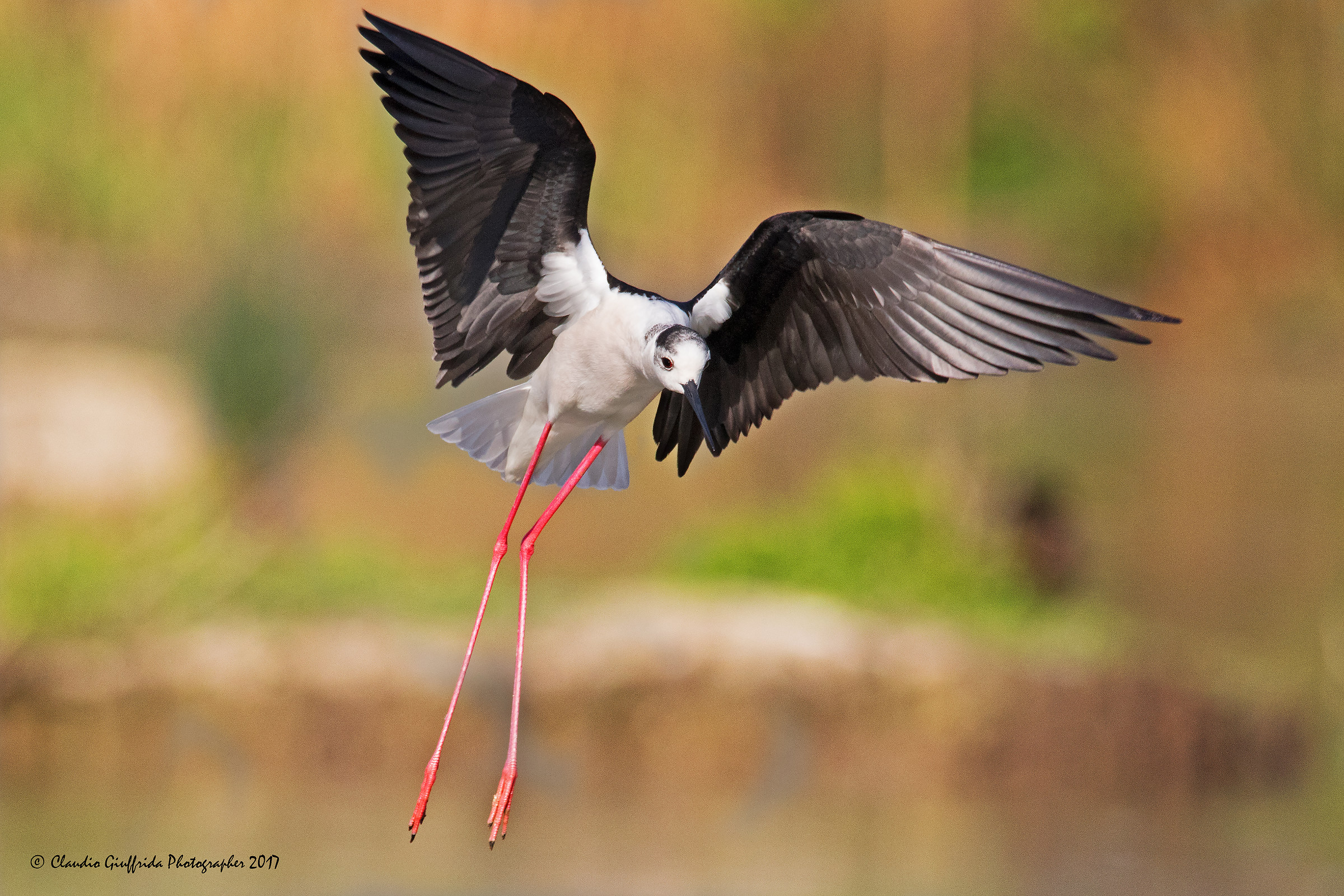 Himantopus himantopus