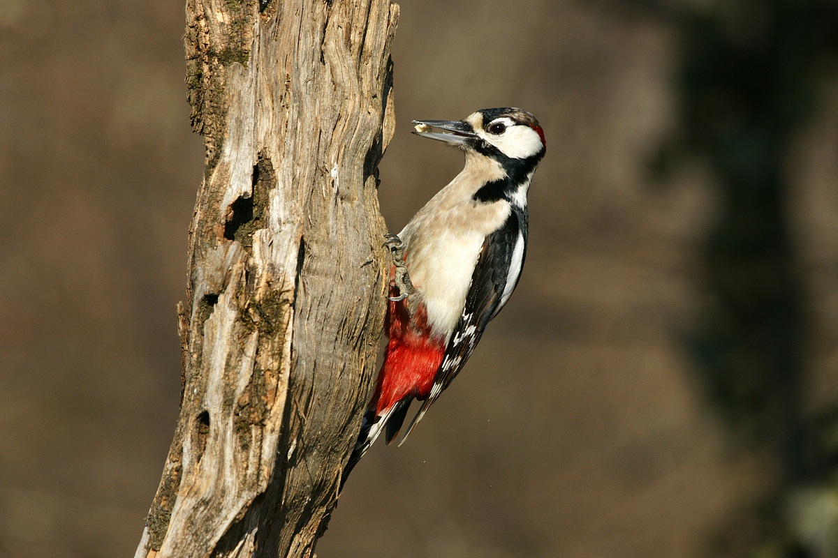 The woodpecker