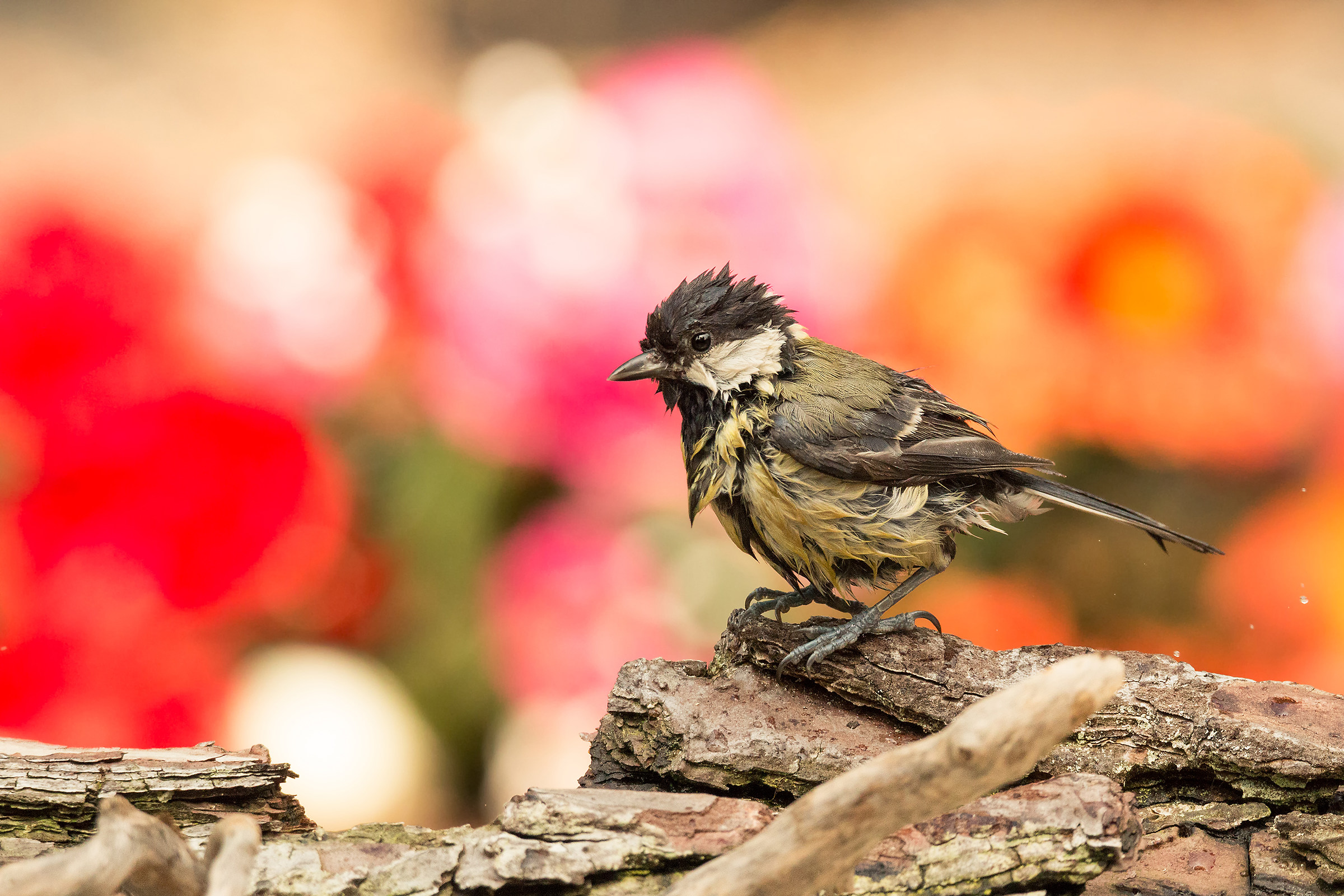 mi asciugo tra i colori 2