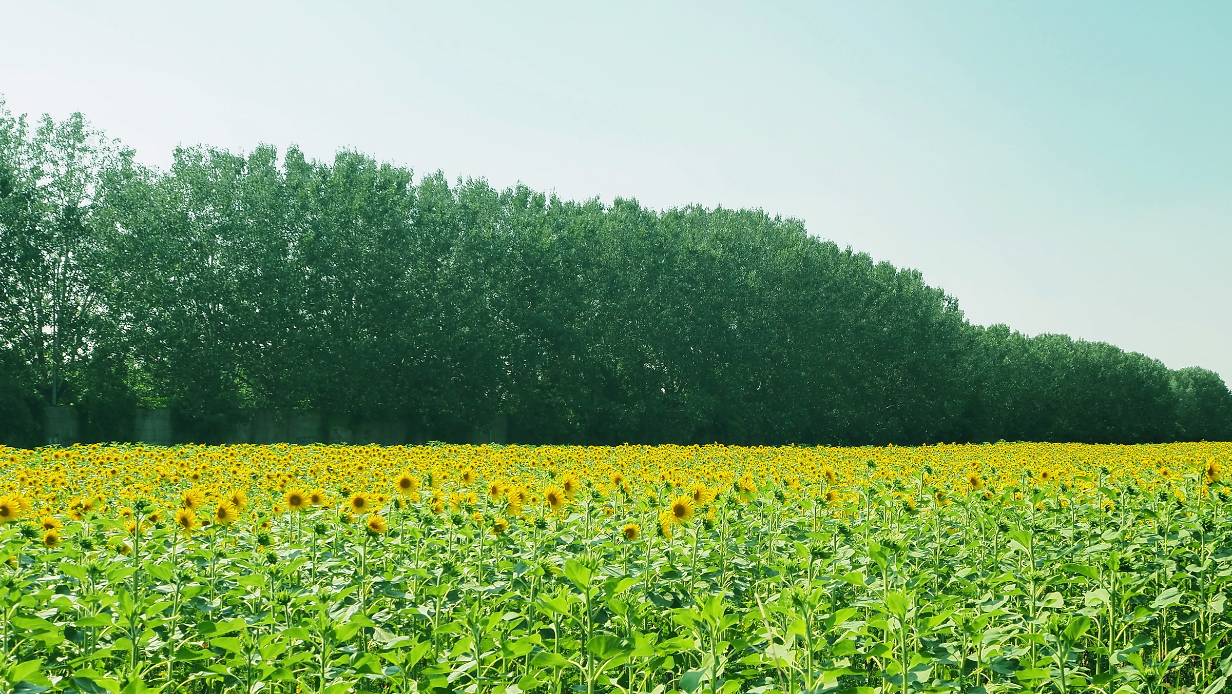 A glimpse of the Milanese countryside