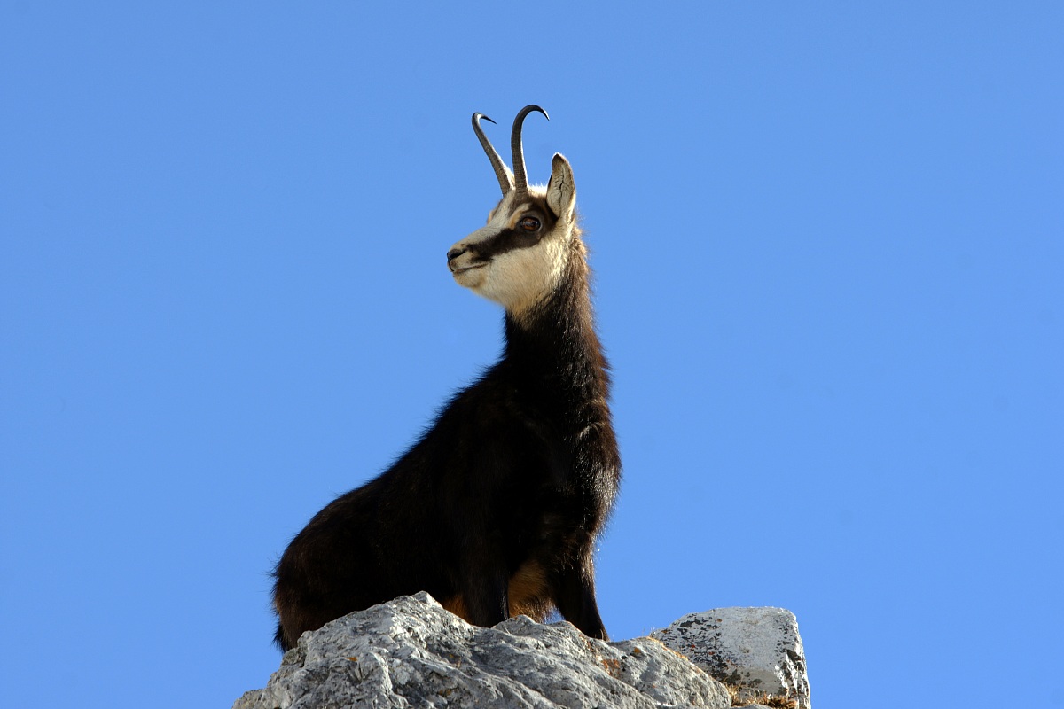 Chamois