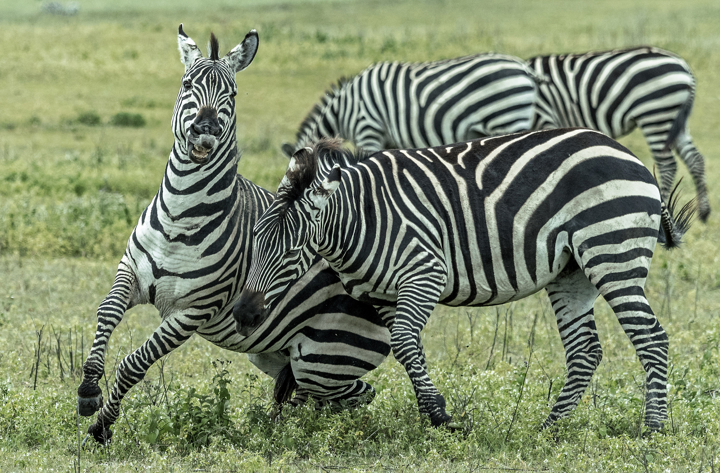 Tanzania 2017 - Zebras