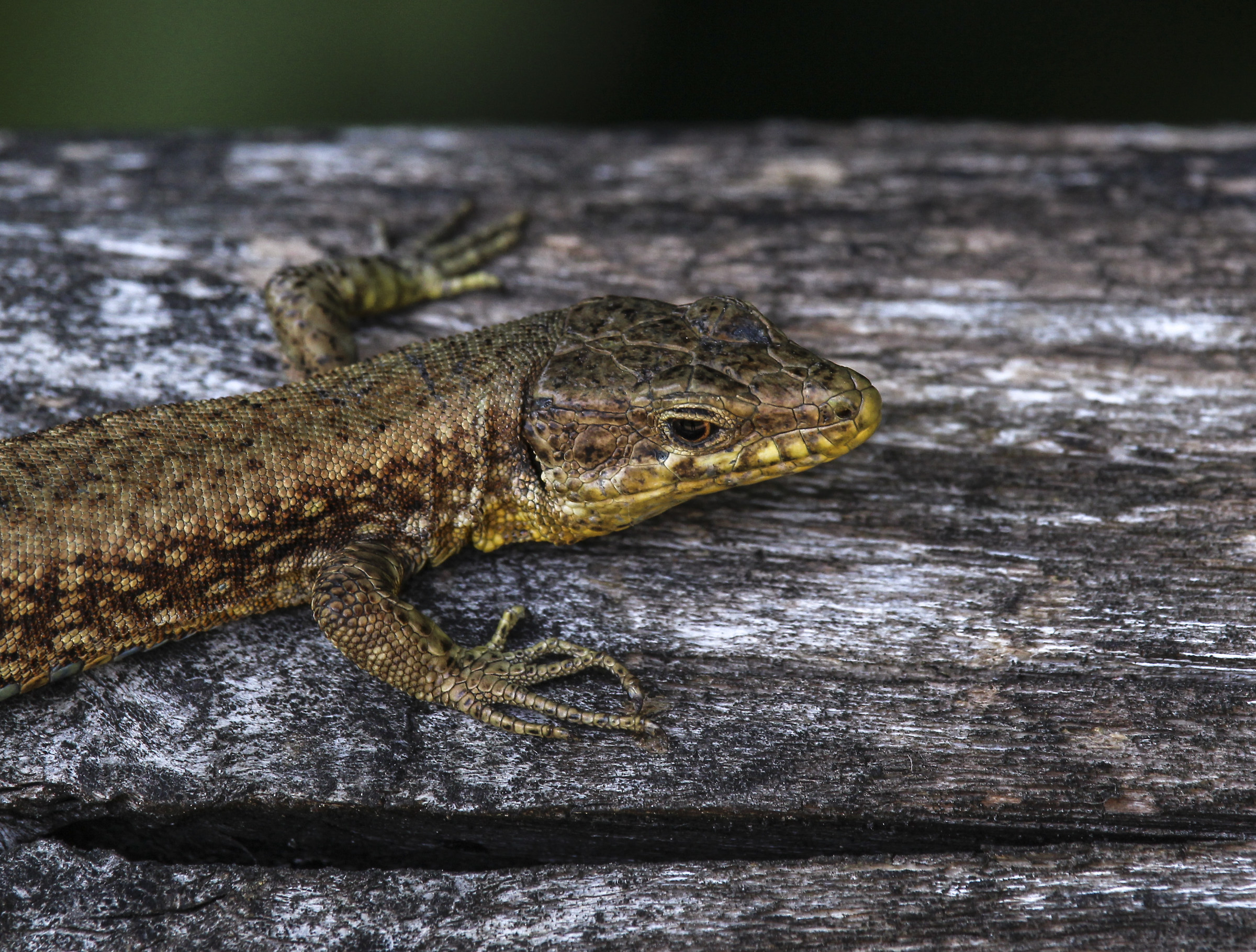 "Do you have it with me?"