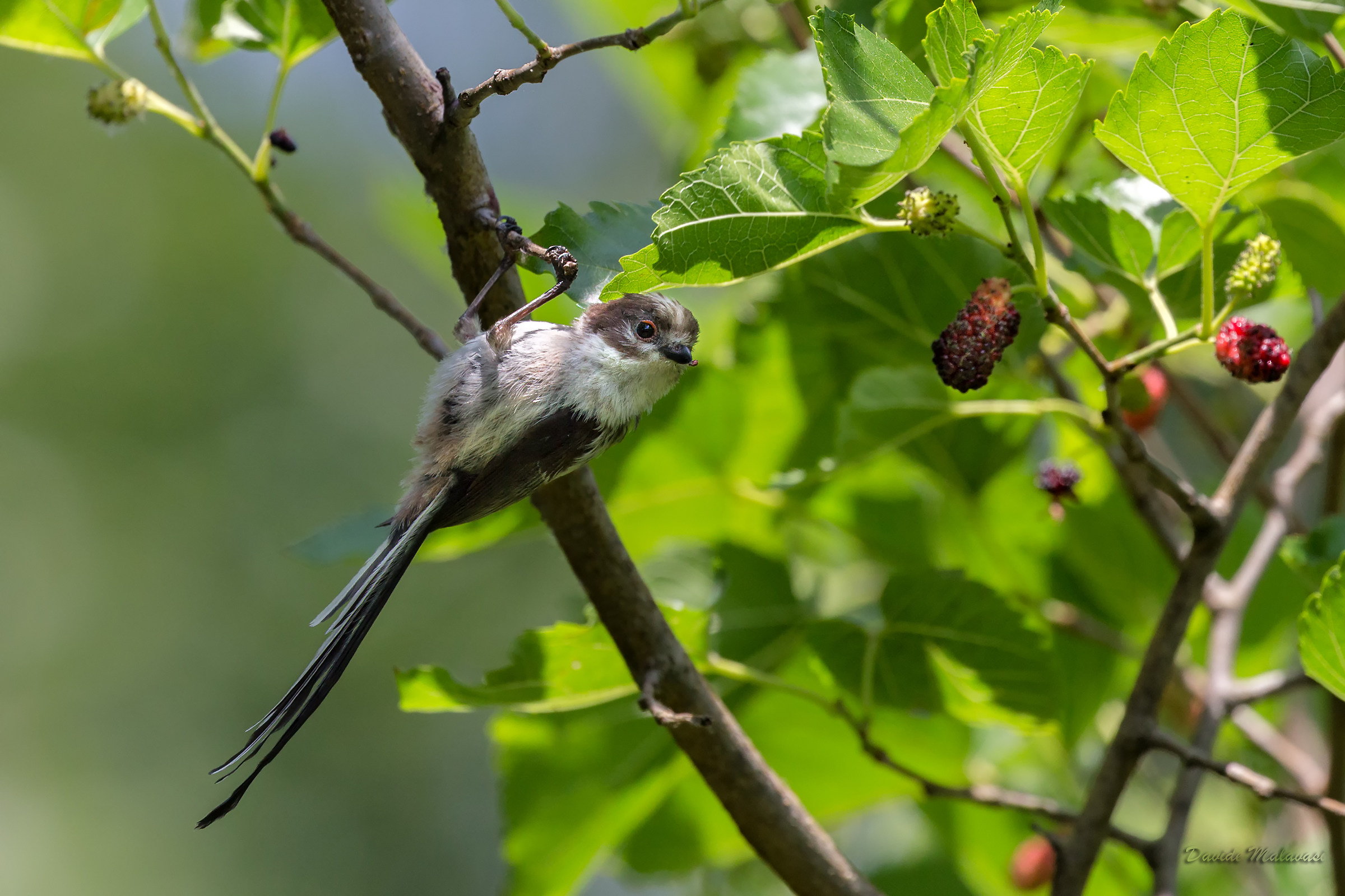 Codibugnolo on Gelso