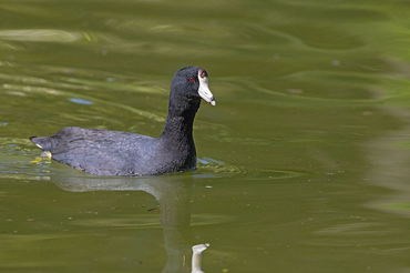 Fulica americana