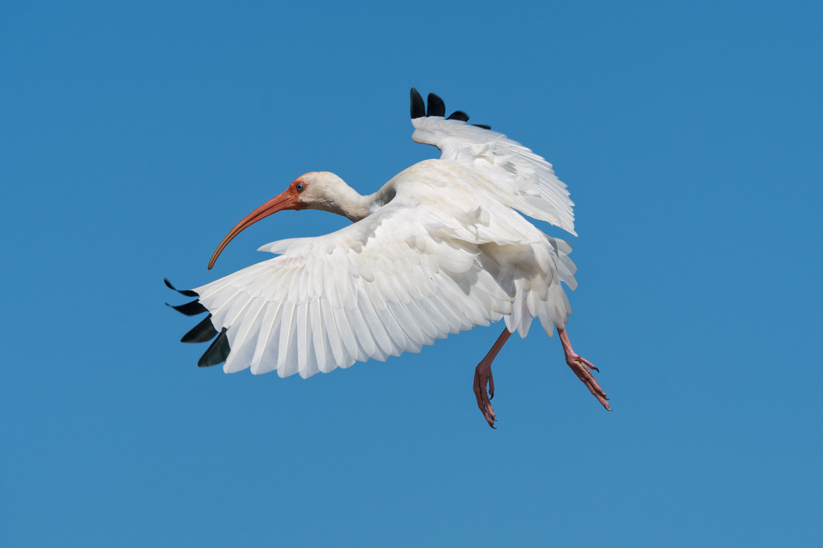White Ibis, Everglades