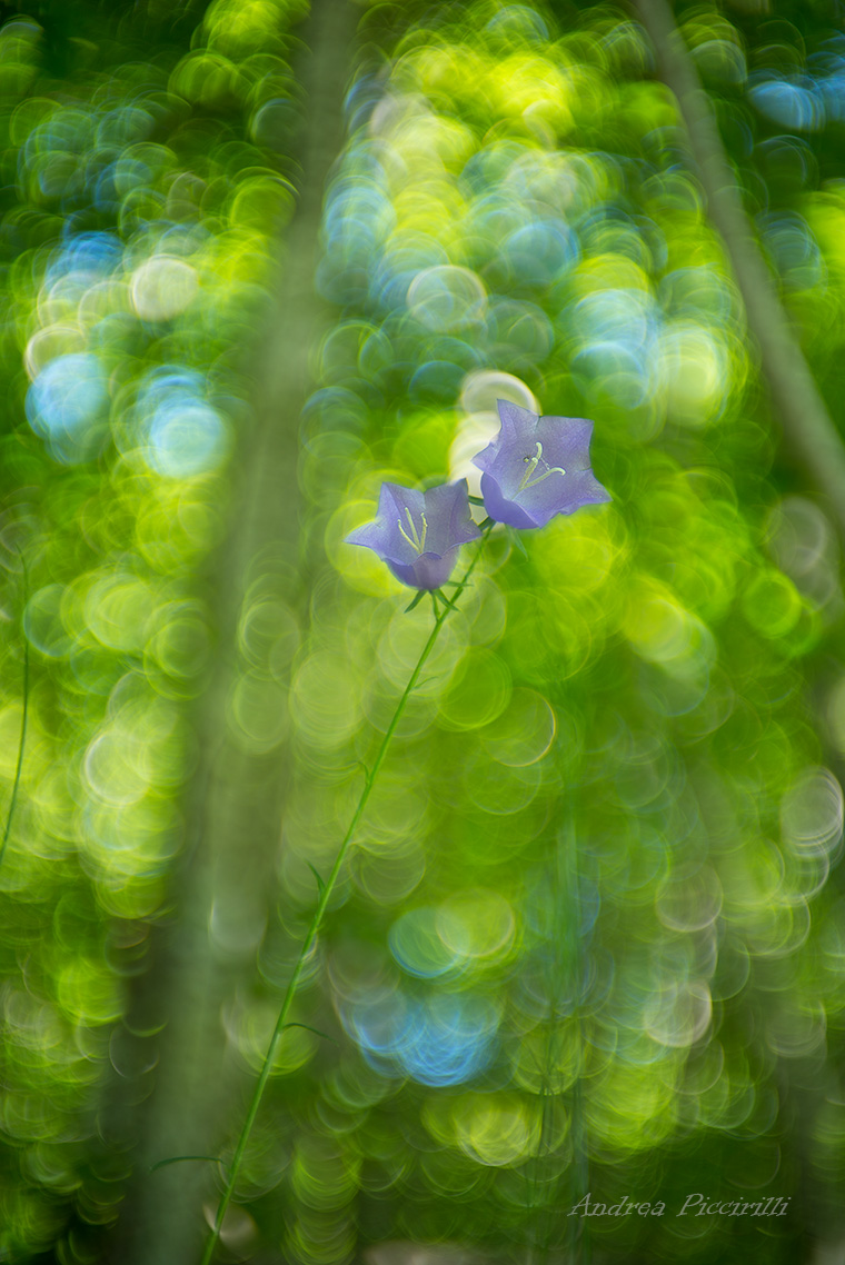 Wild Campanula