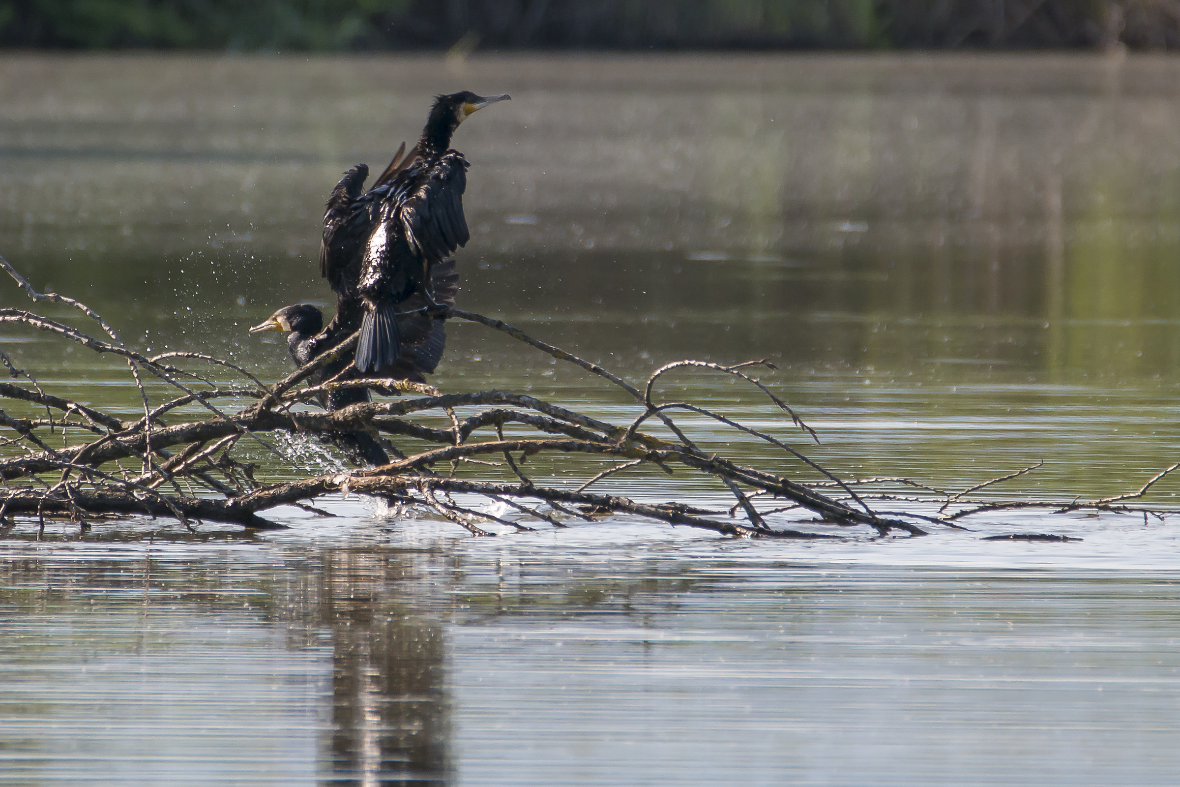 Cormorant