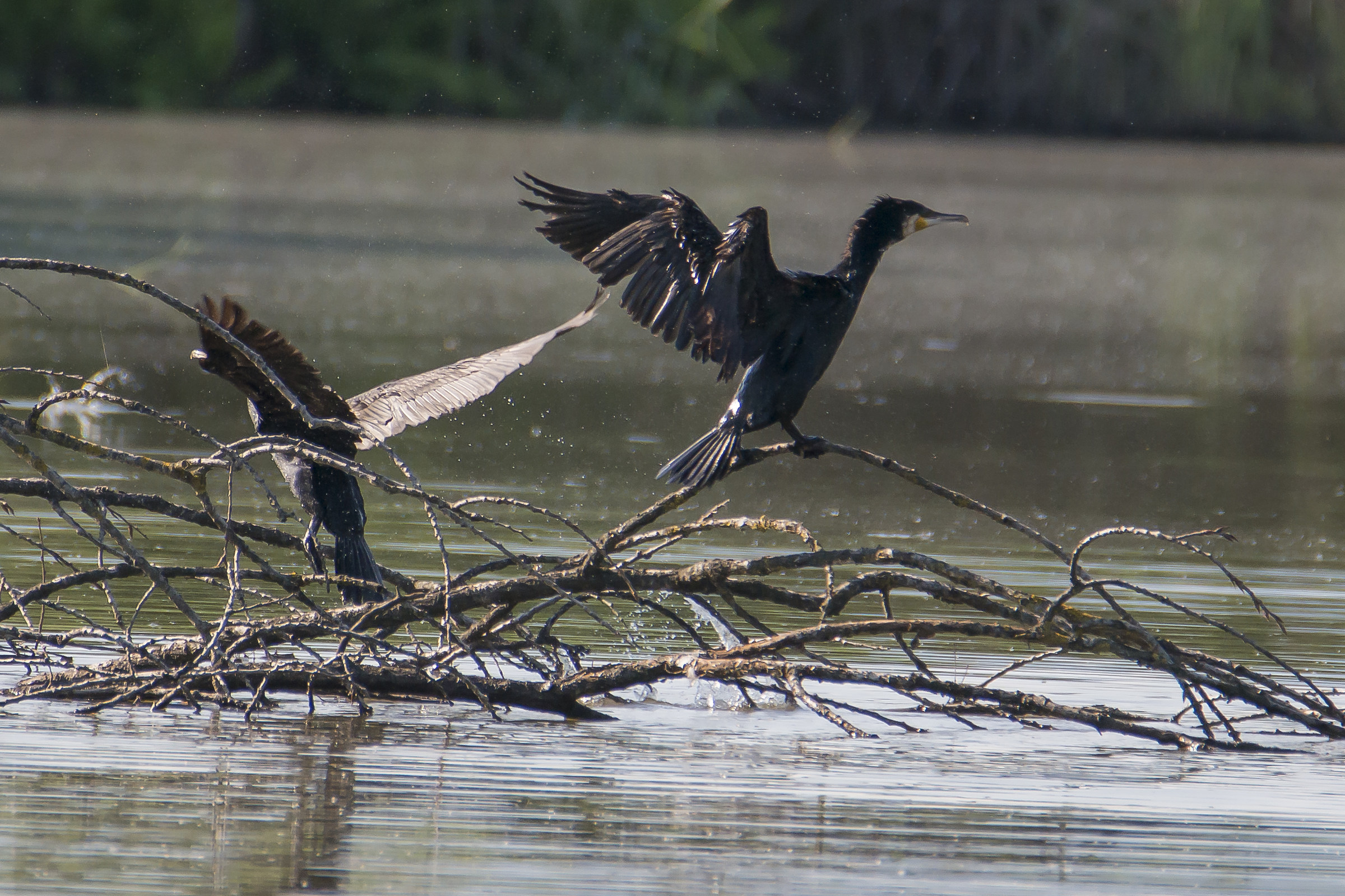 cormorants