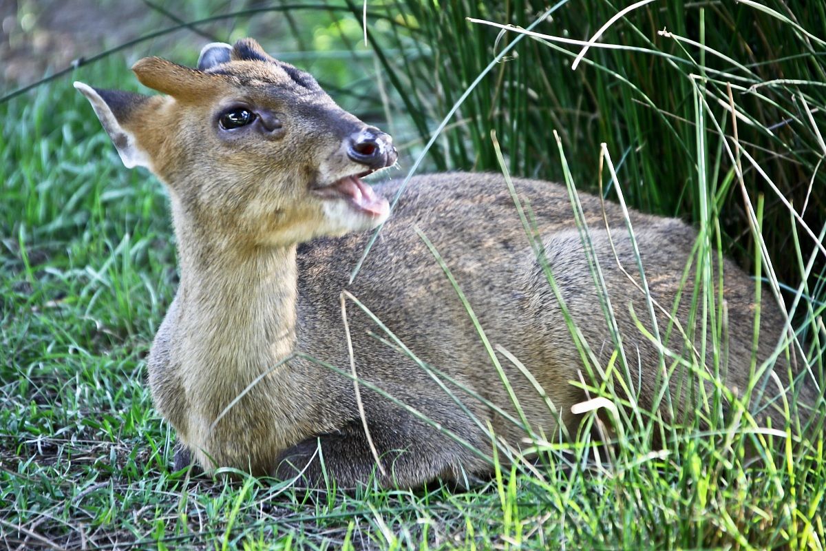 philippines dear cub