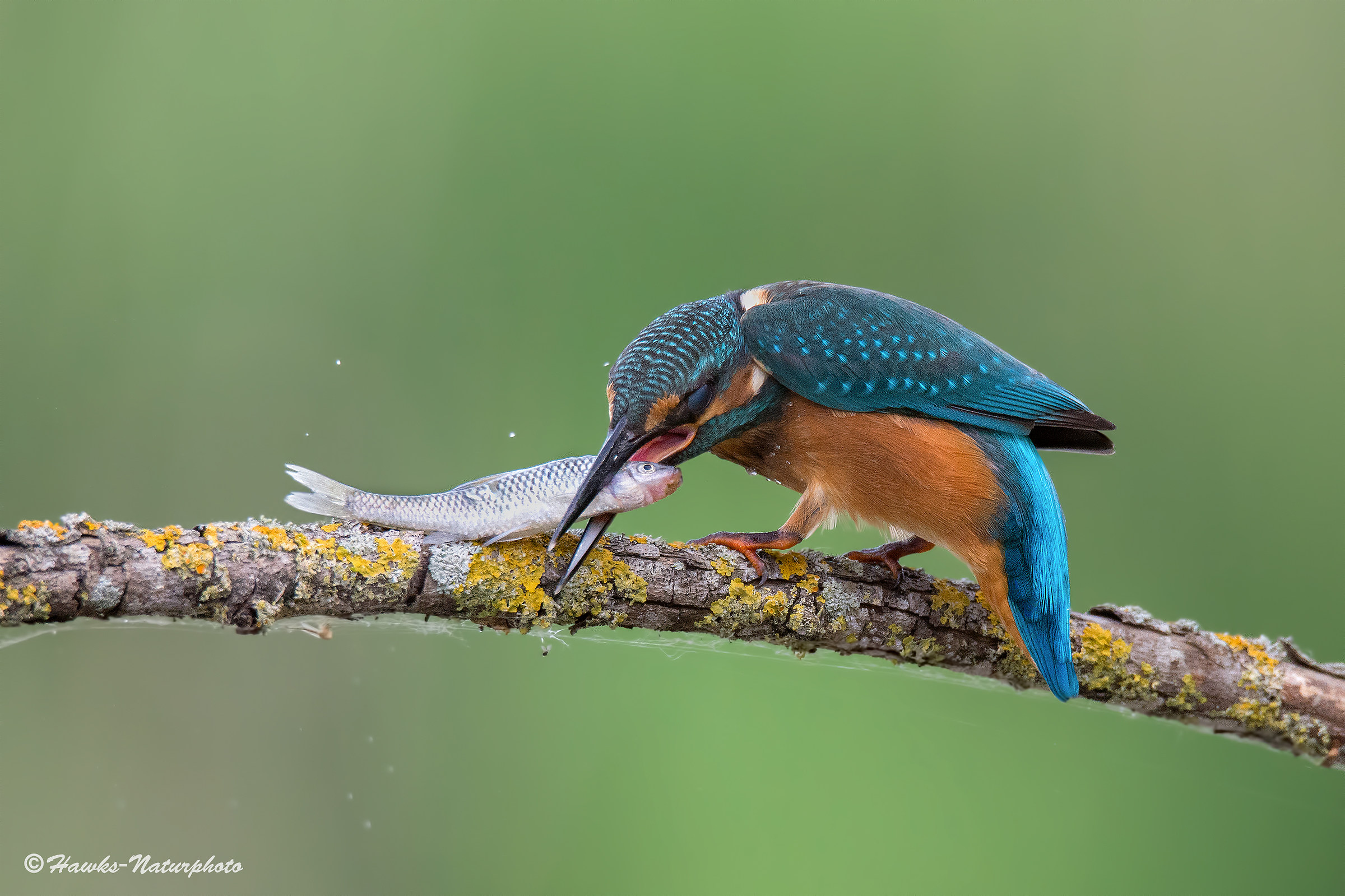 Kingfisher