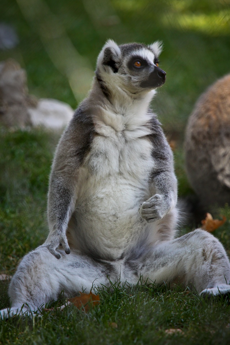 madagascar lemur