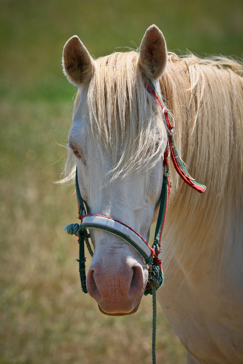 gypsy horse from Santarém