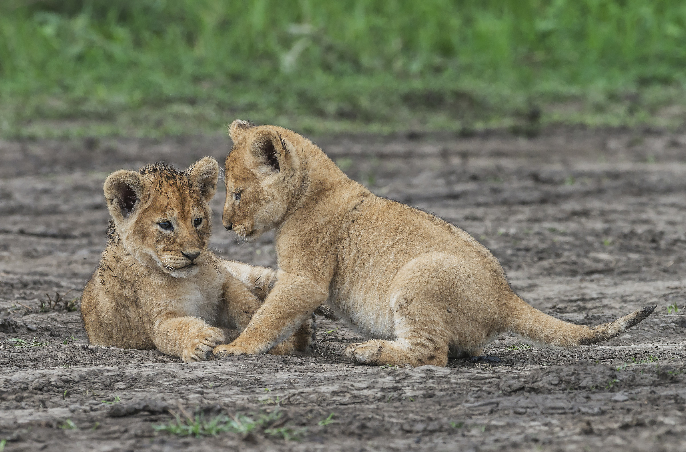 Tanzania 2017 - Dolci sguardi