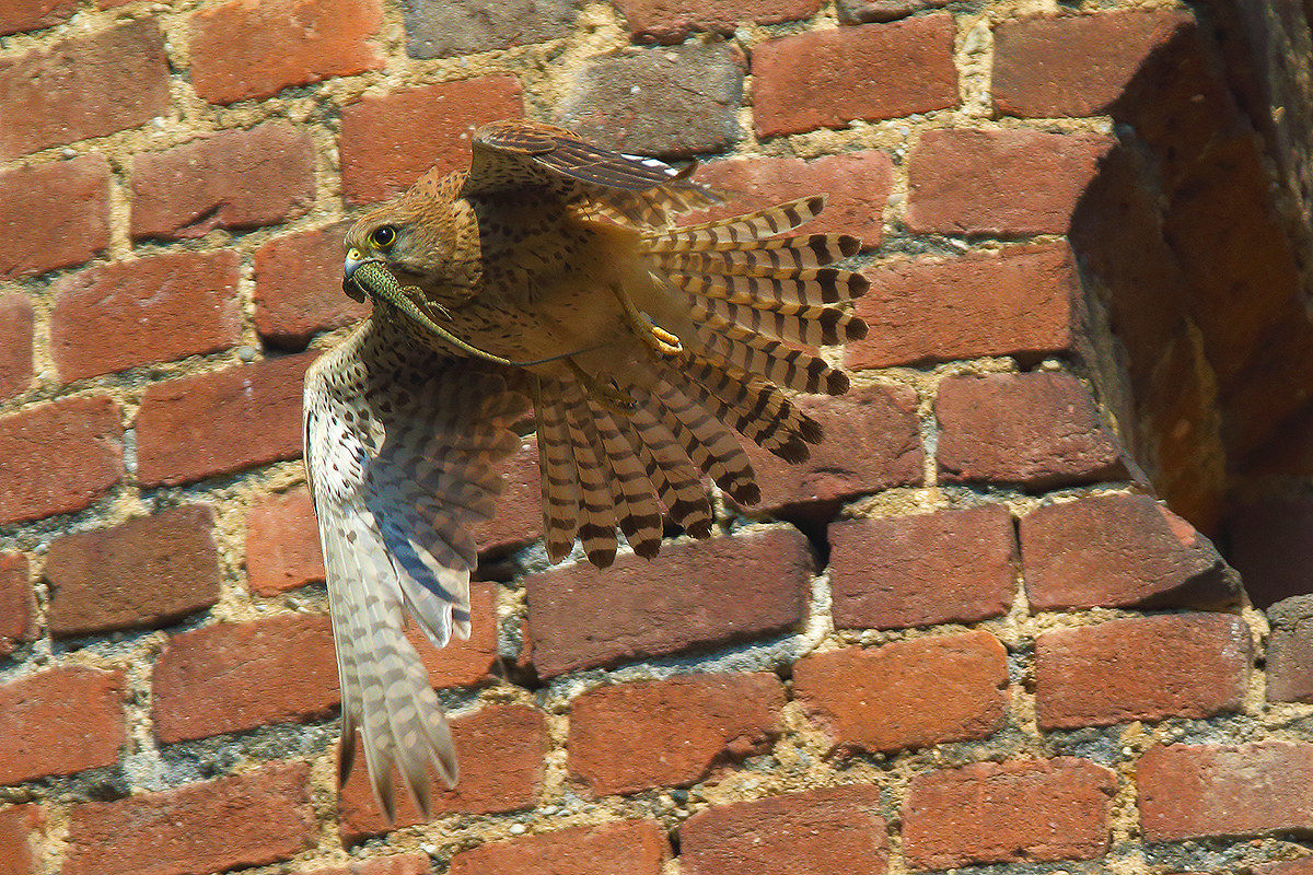 Flight with meal